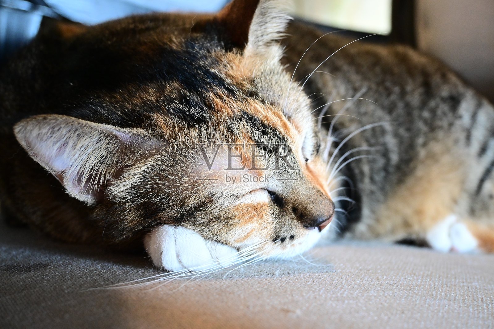 昏昏欲睡的猫-可爱的猫的特写肖像照片摄影图片