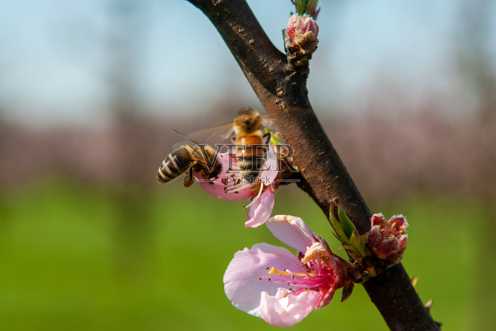 一只蜜蜂正在接近一朵桃花照片摄影图片