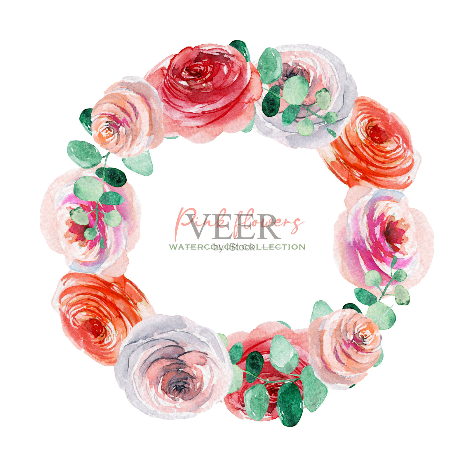 水彩花圈的粉红色和白色玫瑰和桉树枝，孤立的插图在白色的背景插画图片素材