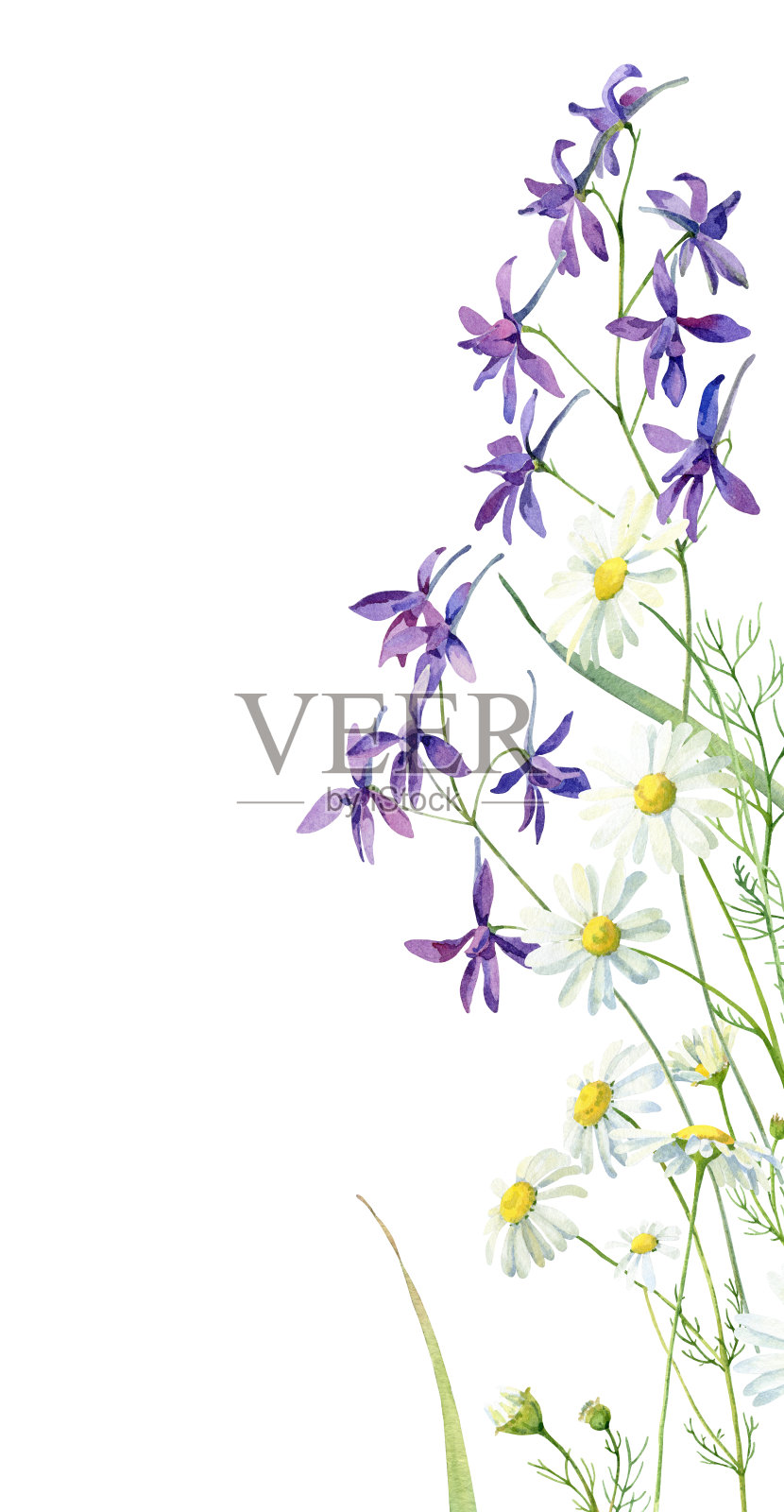 水彩垂直的蓝色花和雏菊插画图片素材