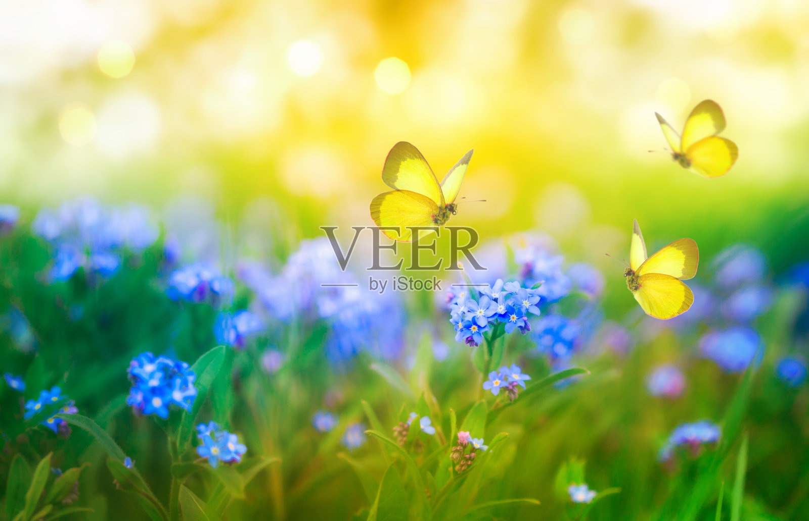 夏天的背景带着勿忘我蓝色的花和蝴蝶。美丽的自然景观。照片摄影图片