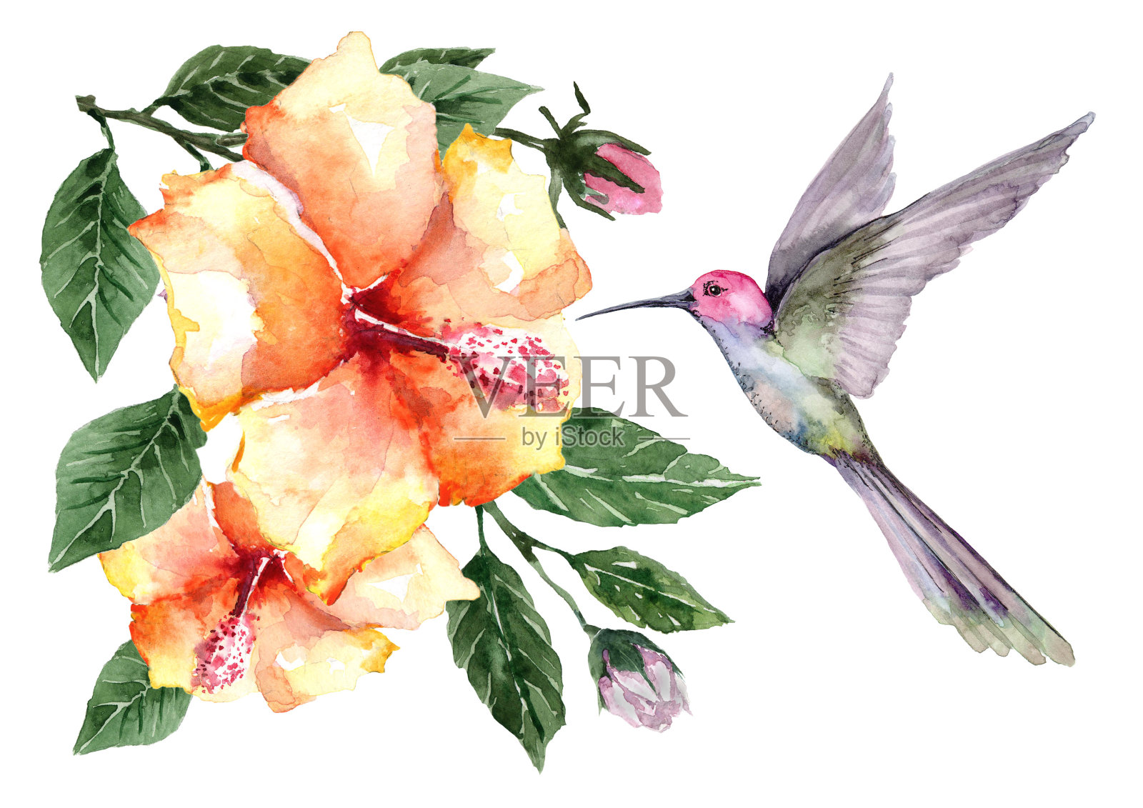 飞行鸟蜂鸟与热带花和木槿花蕾枝条与绿叶。水彩。插画图片素材