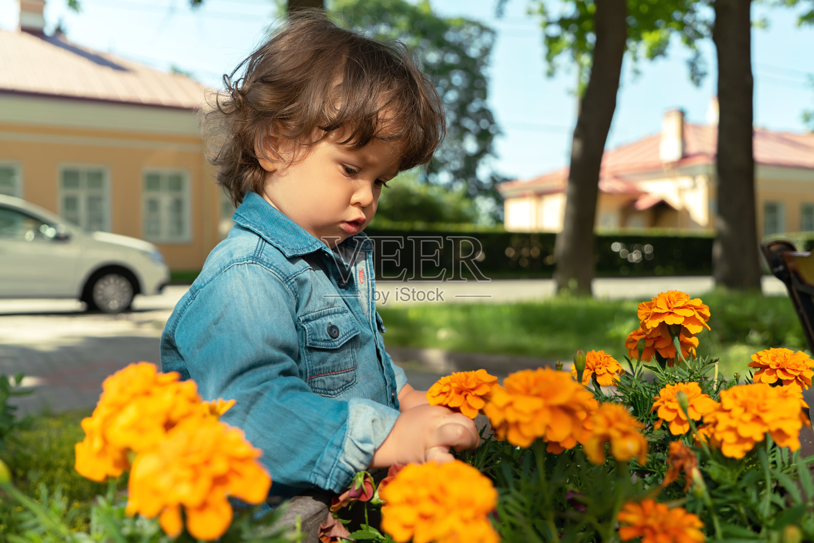 一个小男孩在室外花园的花坛上触摸或采摘一朵黄色的花照片摄影图片