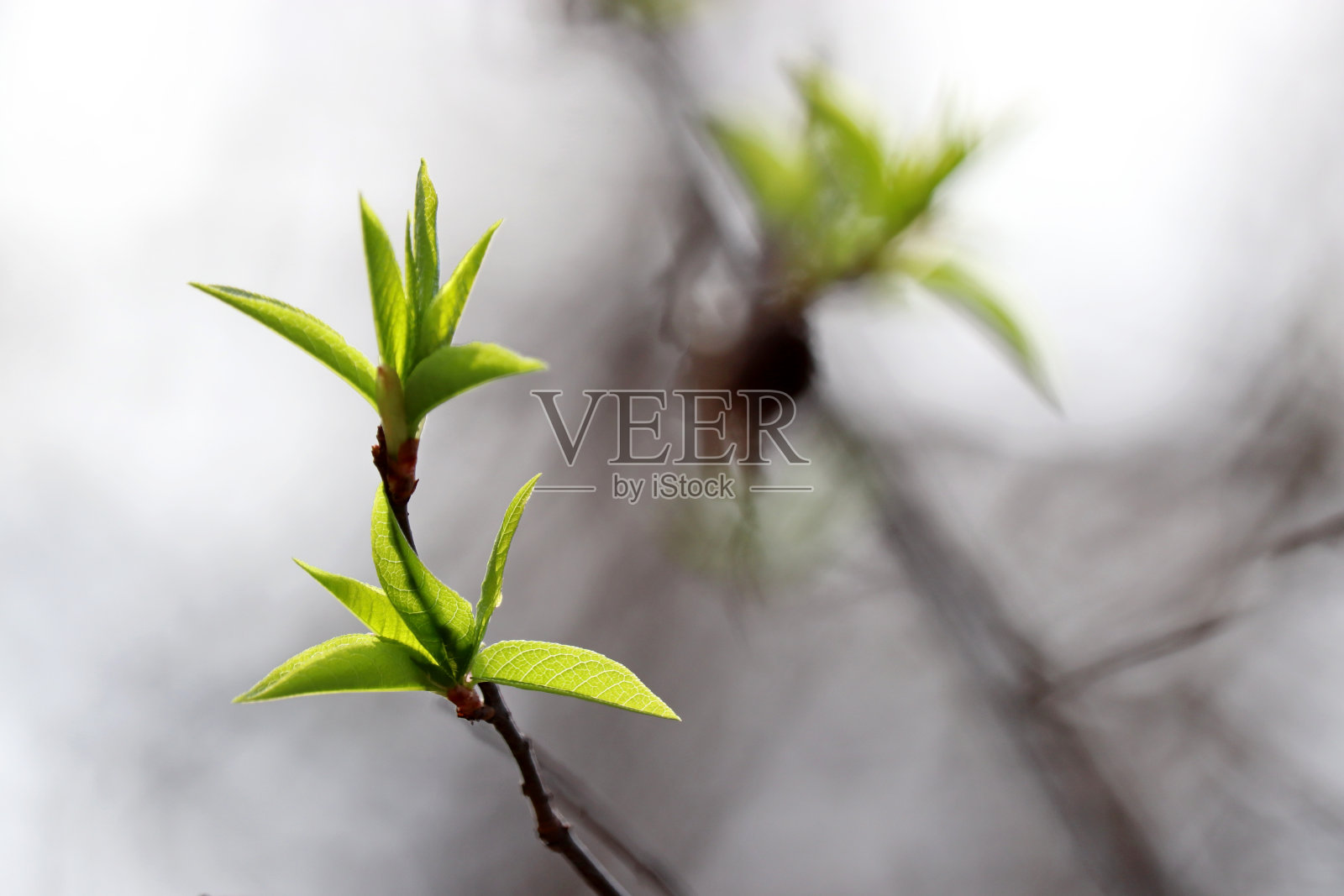 春天的季节，绿芽和嫩叶在雾中的树枝上照片摄影图片