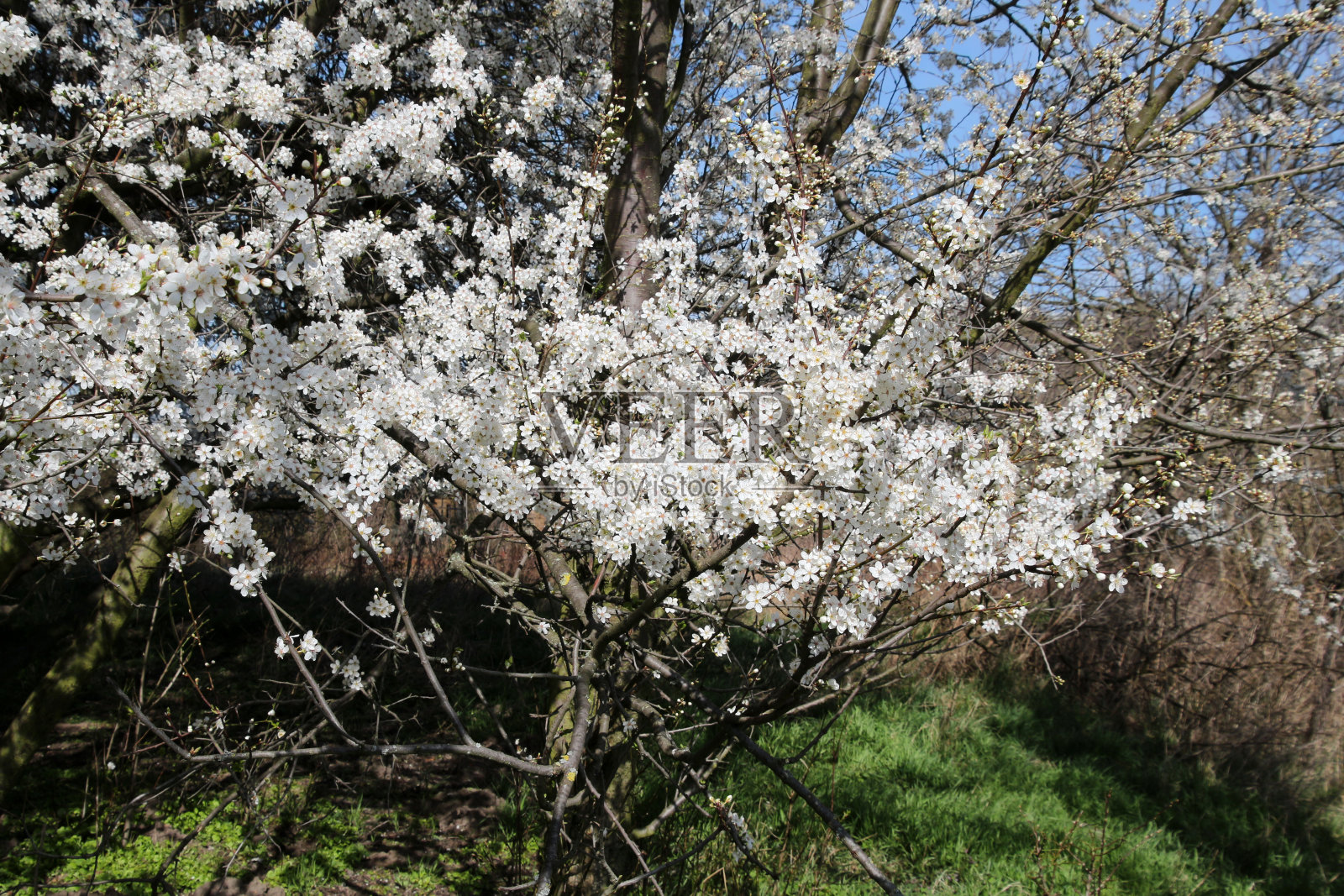 李树在春天开花照片摄影图片