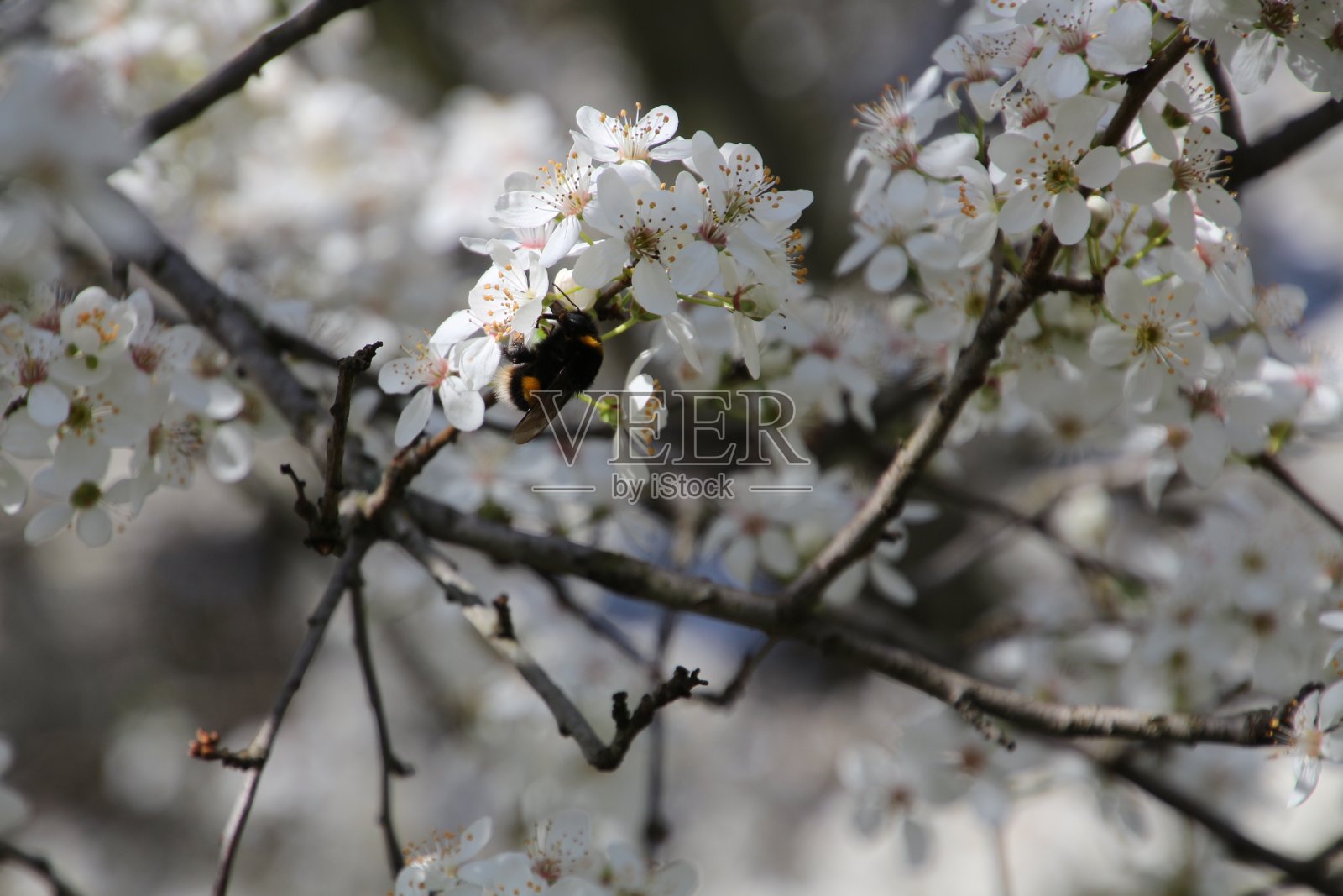 大黄蜂正在梅树的花上采集花蜜照片摄影图片