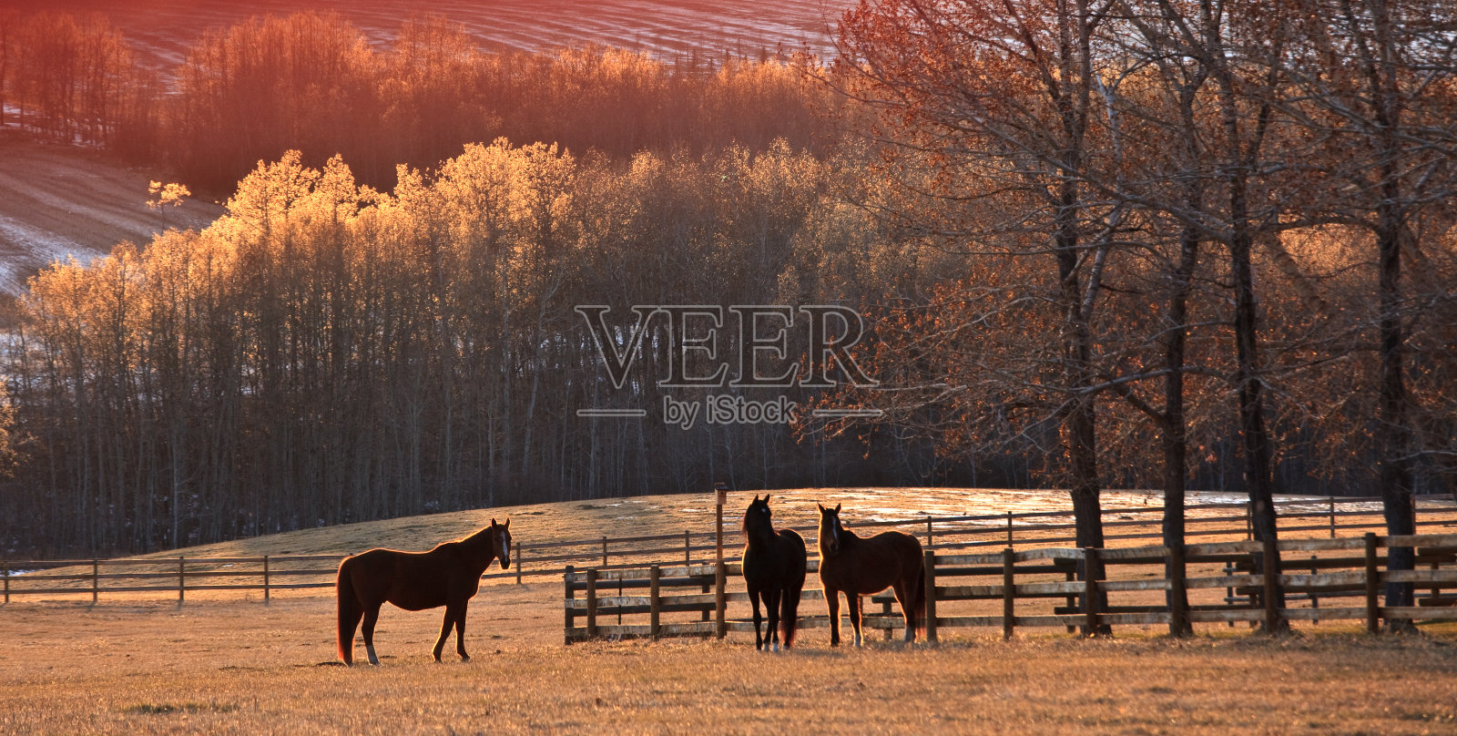 三匹马在美丽的草地上吃草照片摄影图片