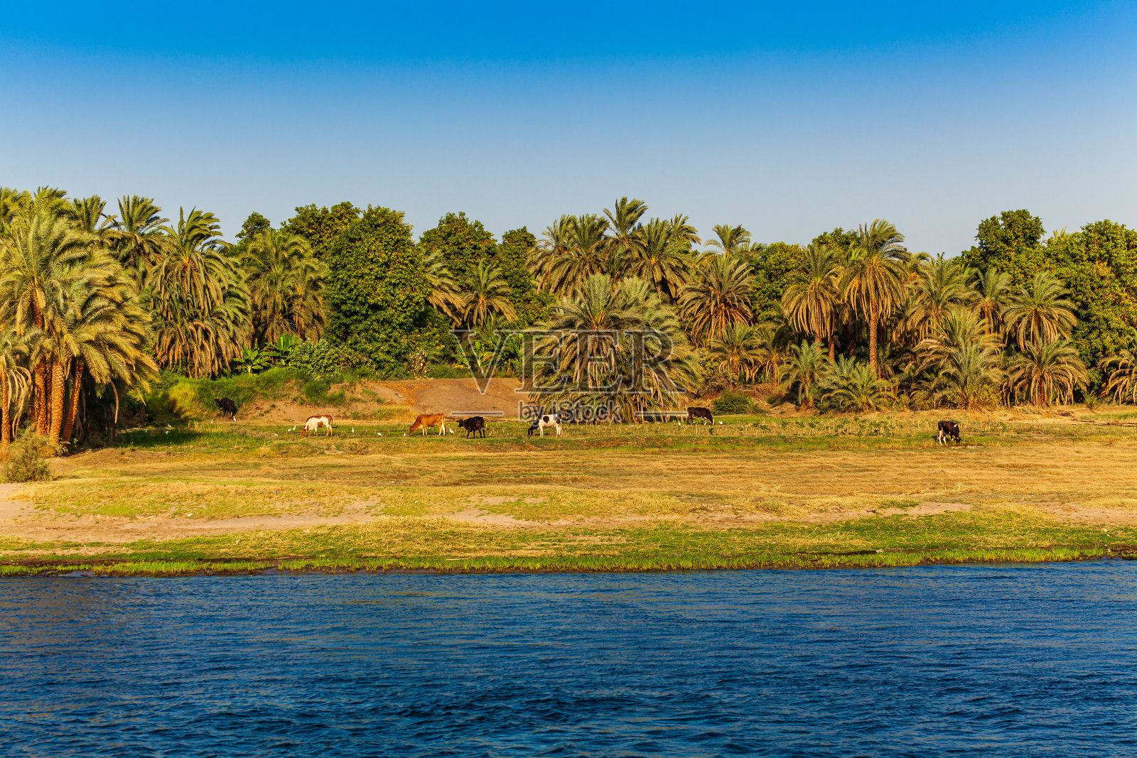 埃及。尼罗河上的日出照片摄影图片