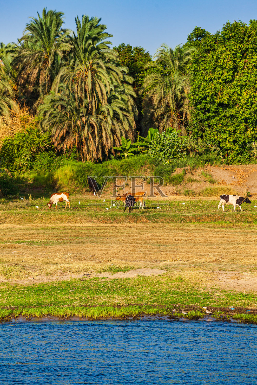 埃及大尼罗河的景观照片摄影图片