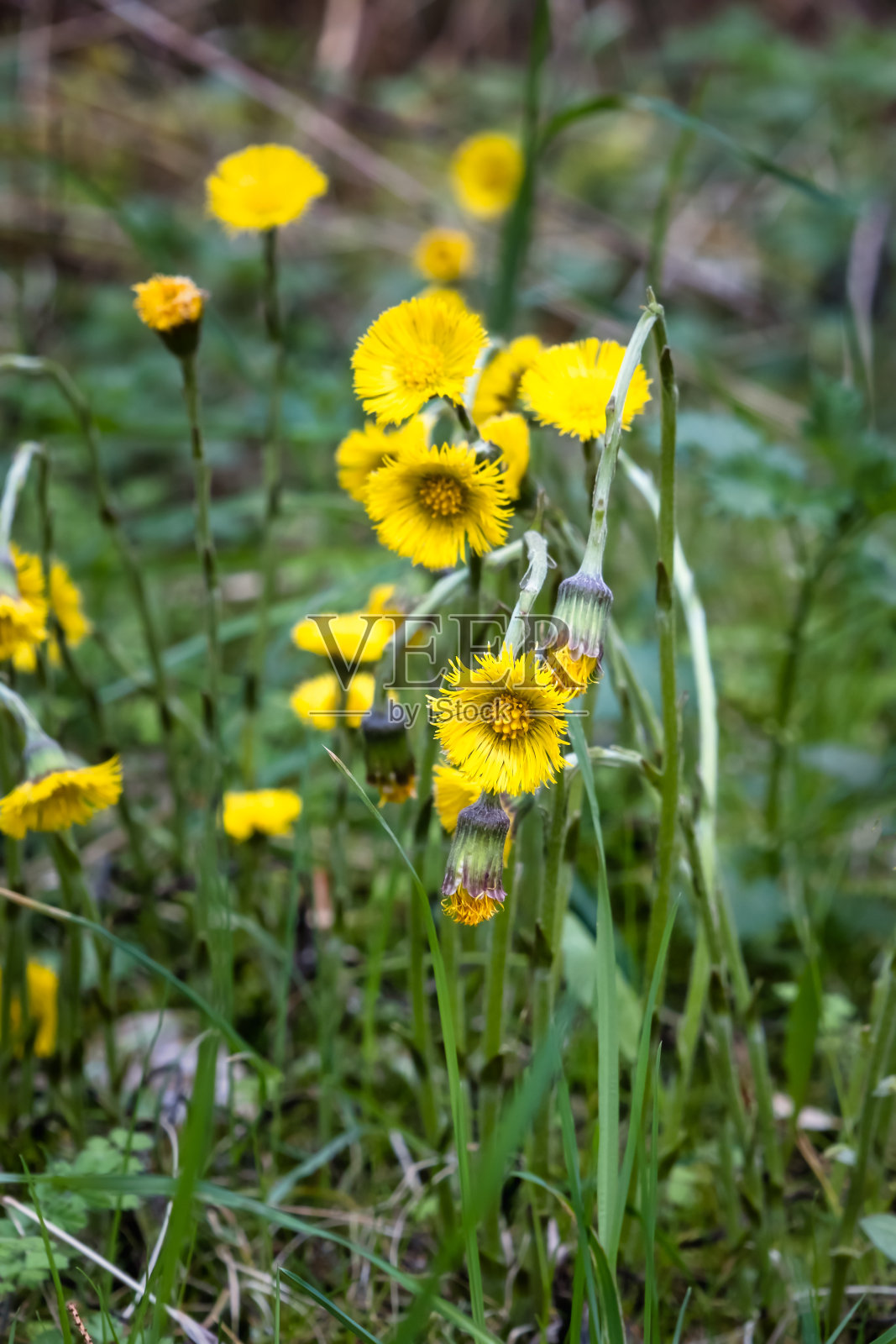 黄色的野花在+ Svanninge山，丹麦照片摄影图片
