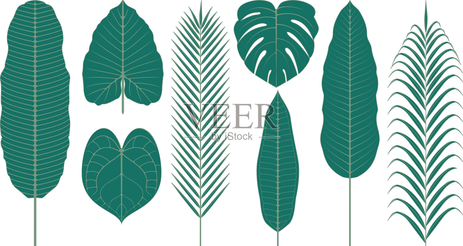 热带植物的叶子。矢量图插画图片素材