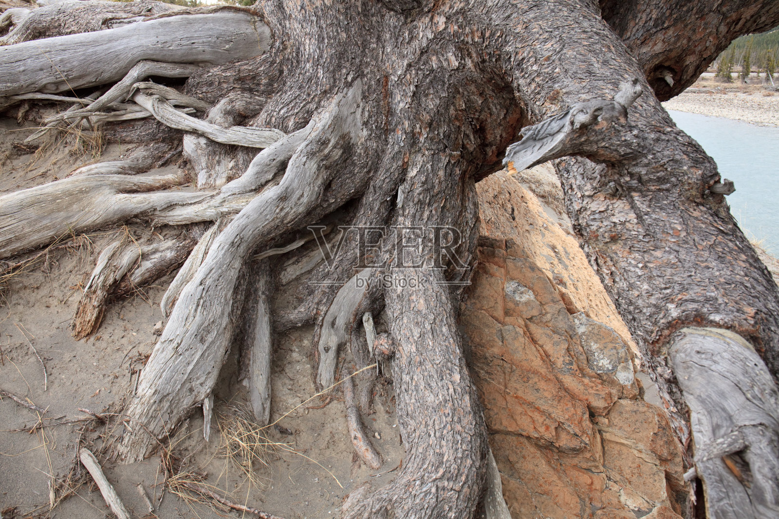 古老柔软的松树根照片摄影图片