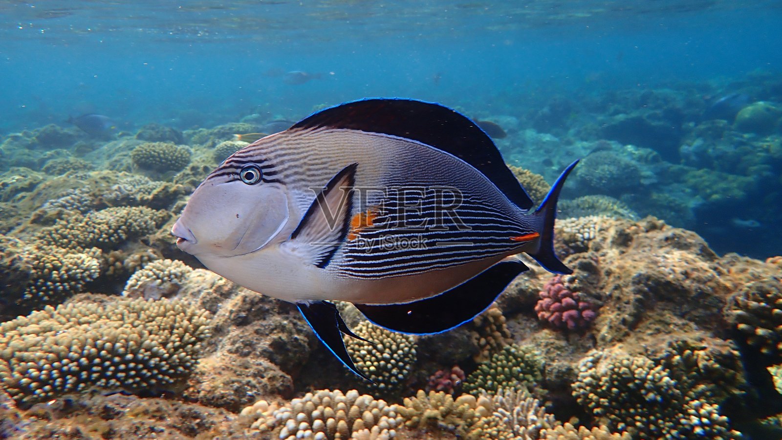 海底刺尾鱼或阿拉伯刺尾鱼(刺尾鱼)照片摄影图片
