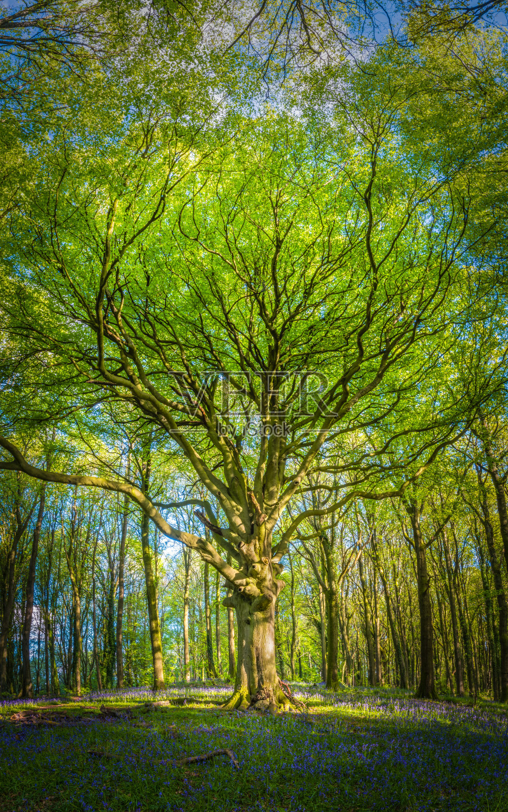 宏伟的山毛榉树，在森林深处有着高耸的绿色树冠照片摄影图片