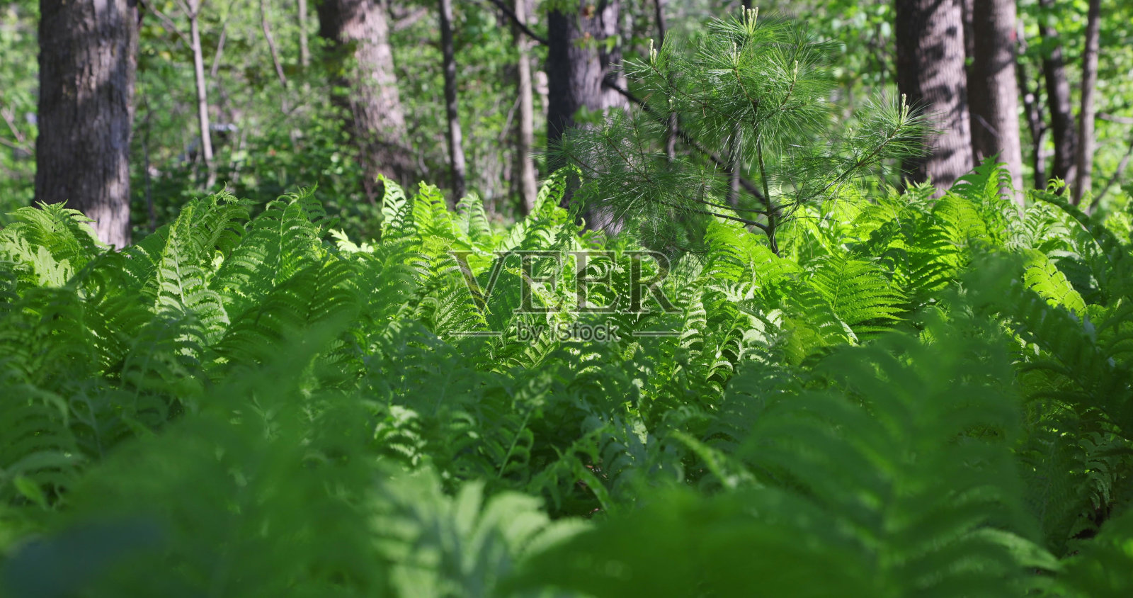 加拿大森林中心的蕨类植物照片摄影图片