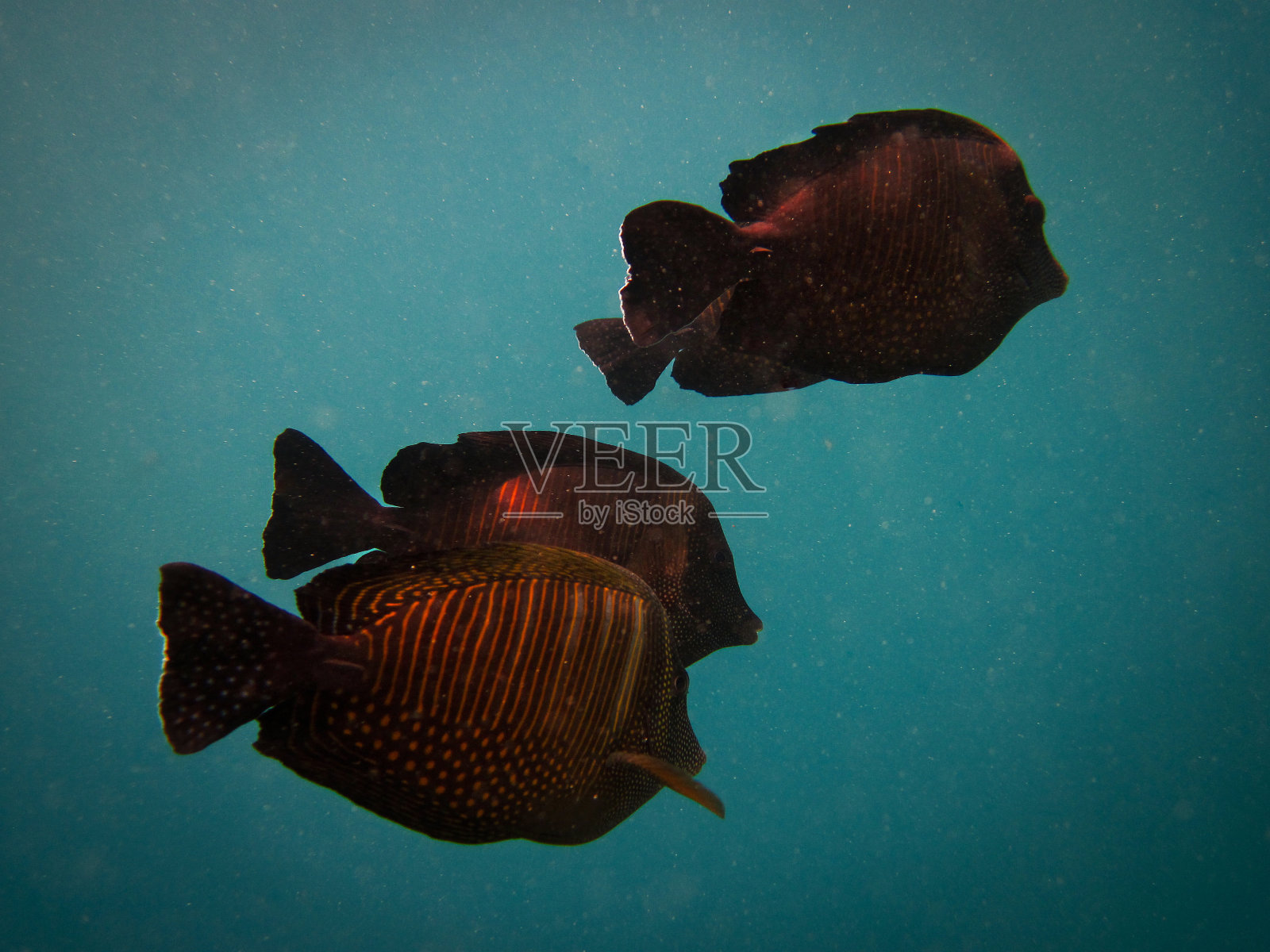 旗鳍刺尾鱼- Zabrasoma Desjardinii -红海旗鳍汤照片摄影图片