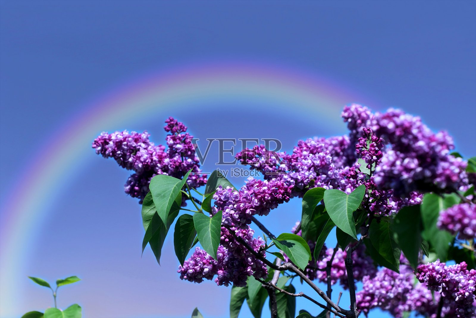 七彩彩虹在七弦琴上照片摄影图片