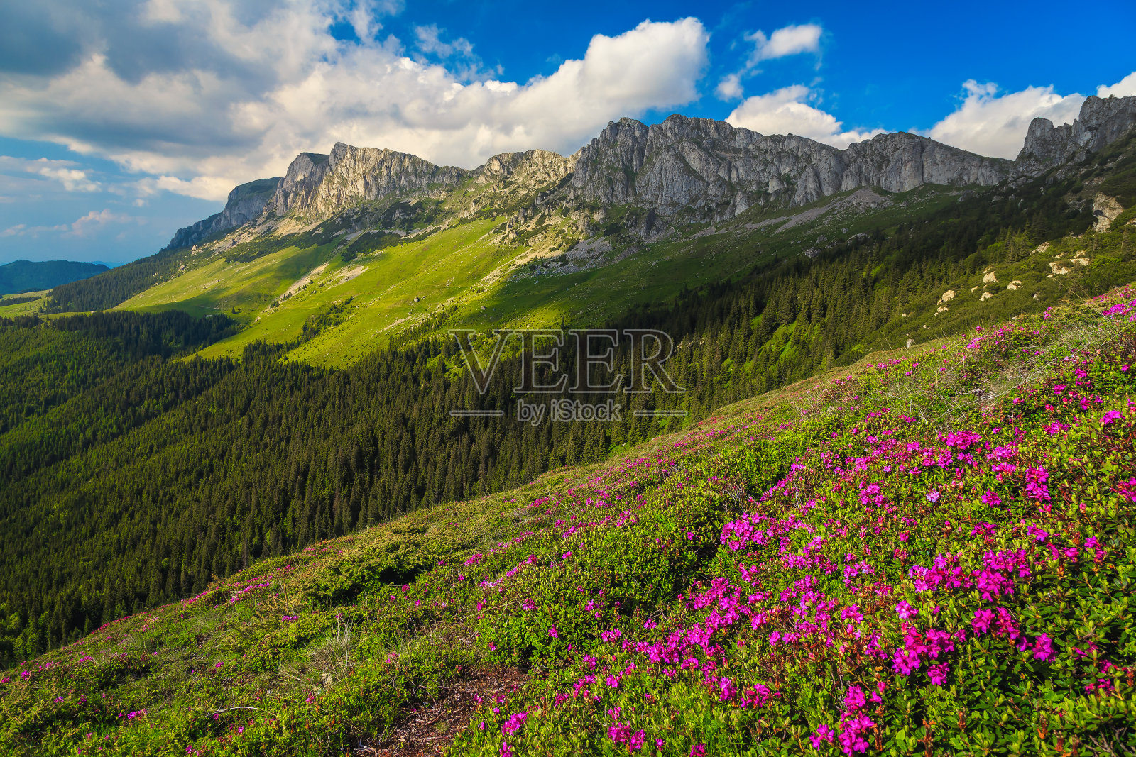 罗马尼亚喀尔巴阡的布尔吉山，夏日的山景，杜鹃花照片摄影图片