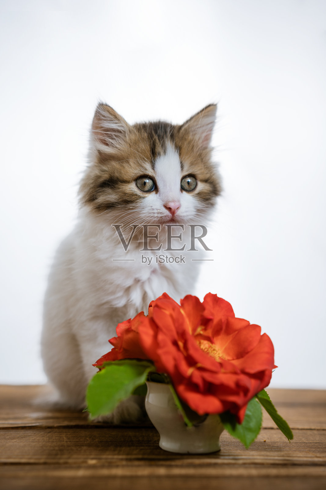 可爱的小猫和一束花在一个木制的背景照片摄影图片
