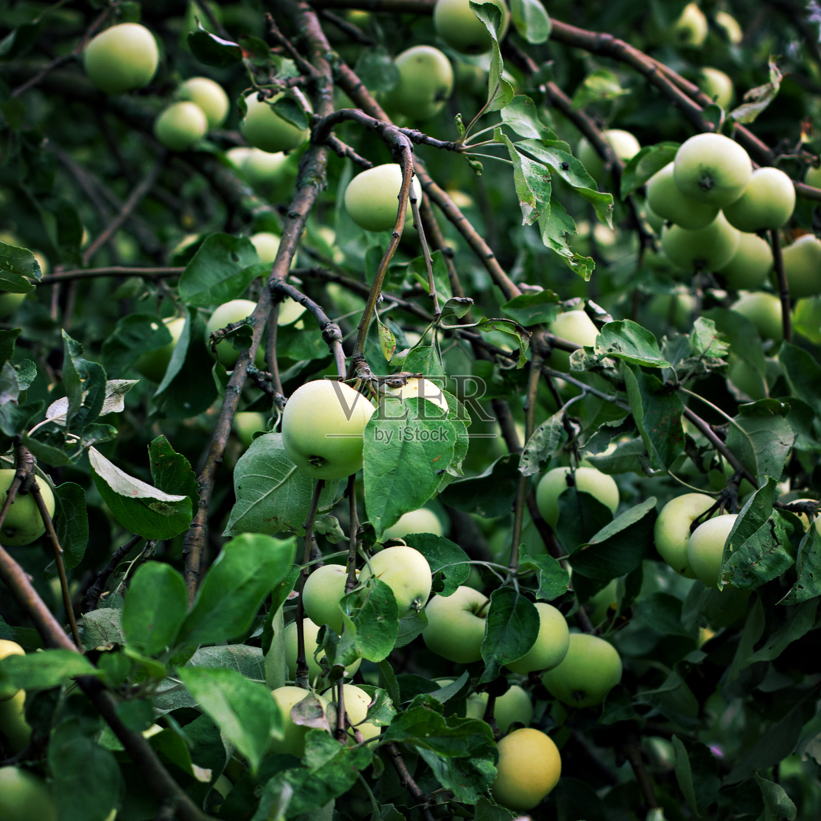 树枝上的青苹果。布满苹果的苹果树。照片摄影图片