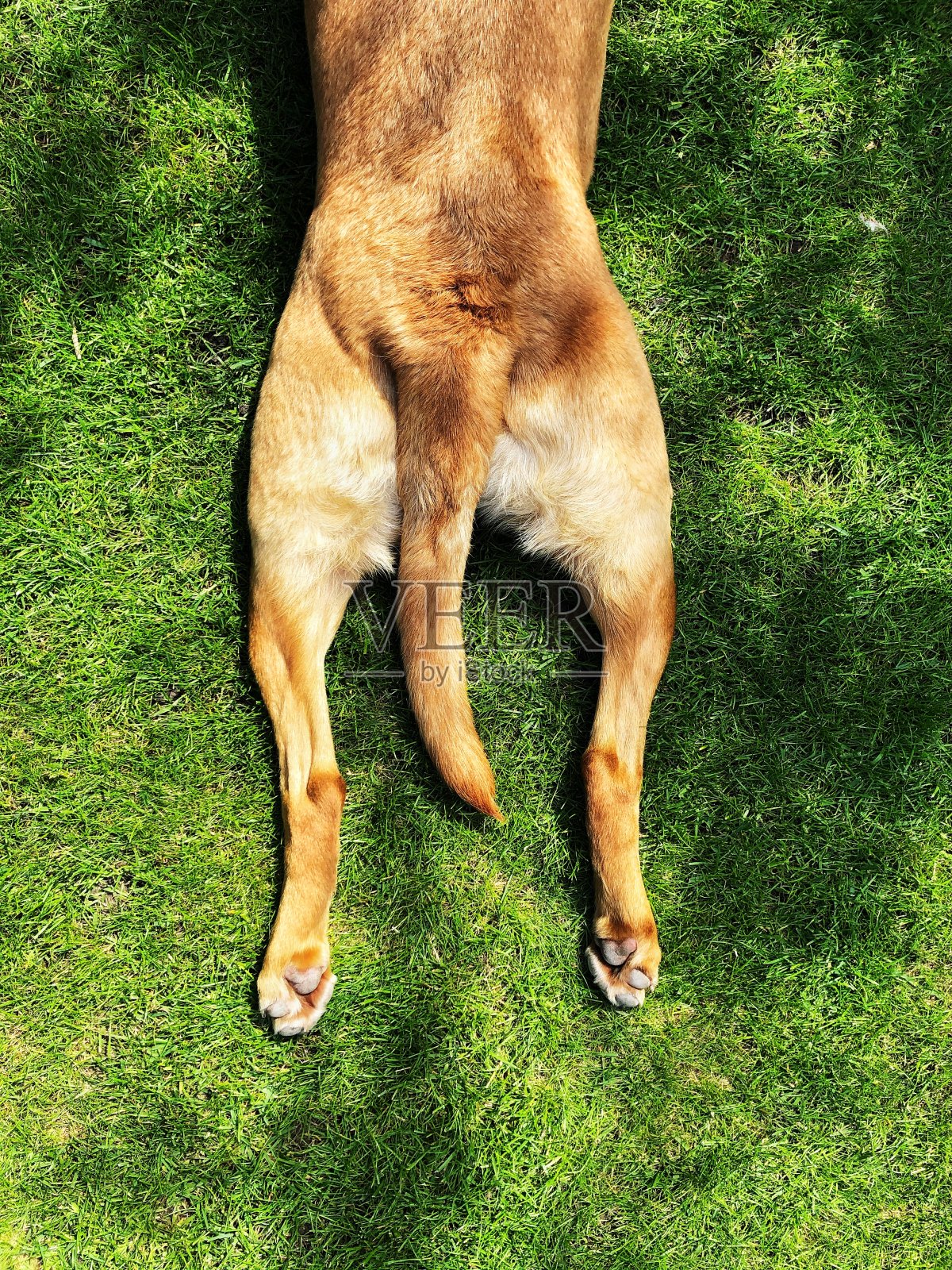 有趣的宠物形象的狗与伸展的后腿在斑点的位置照片摄影图片