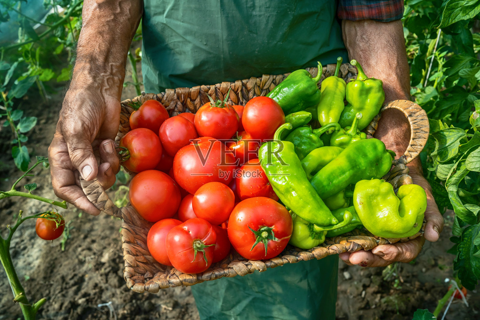 成熟的农民扛着篮子里的蔬菜照片摄影图片