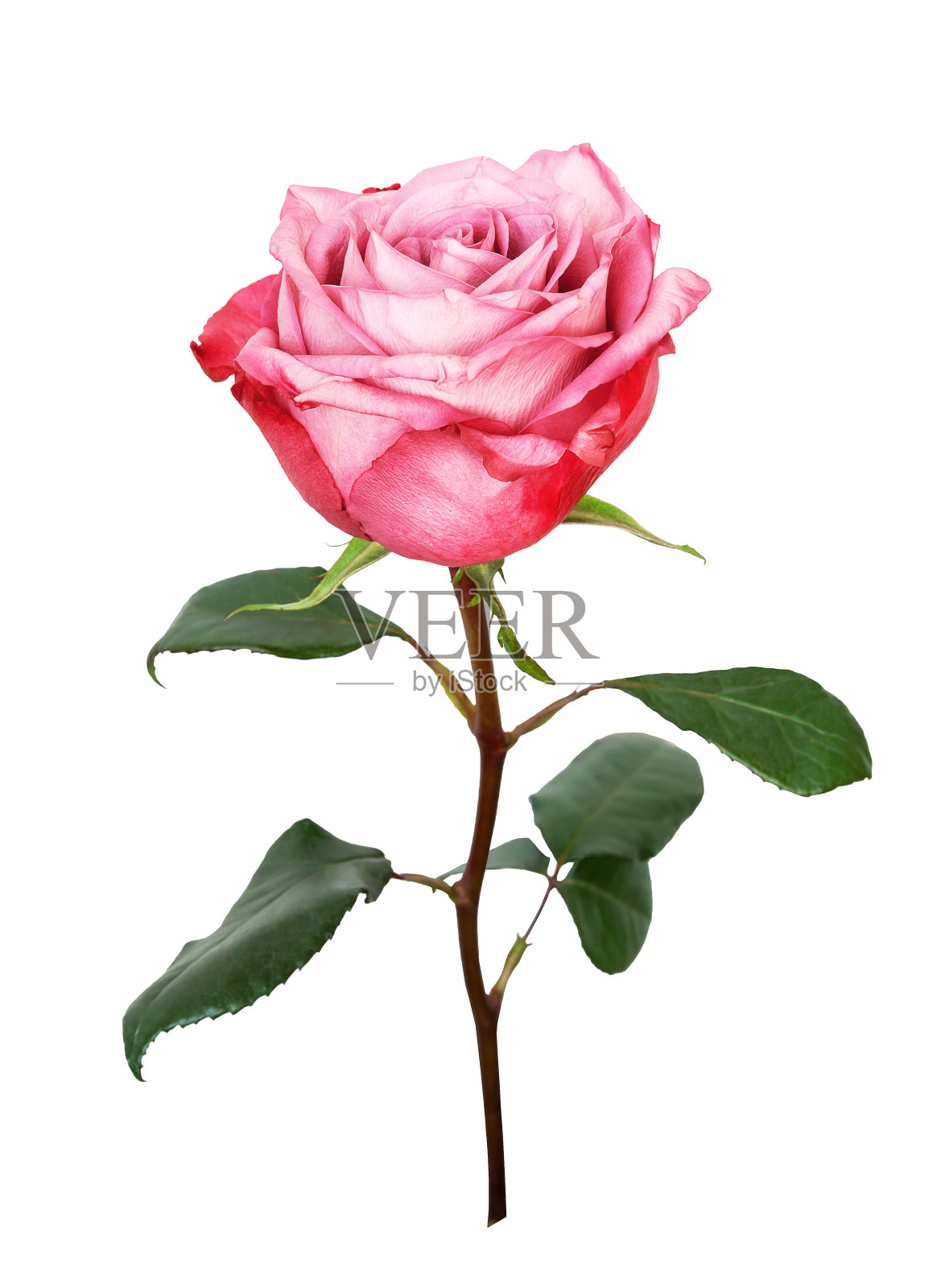 粉红色玫瑰花孤立在白色背景上。照片摄影图片
