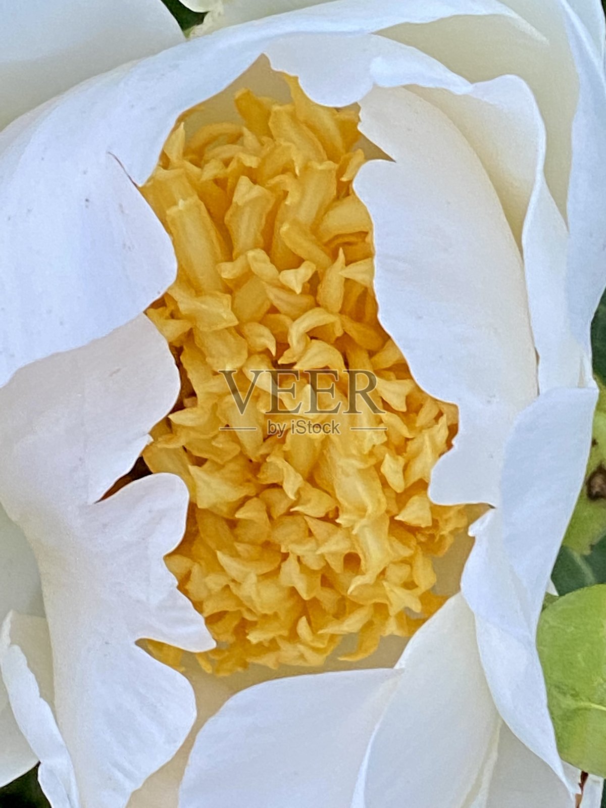 白牡丹之花照片摄影图片