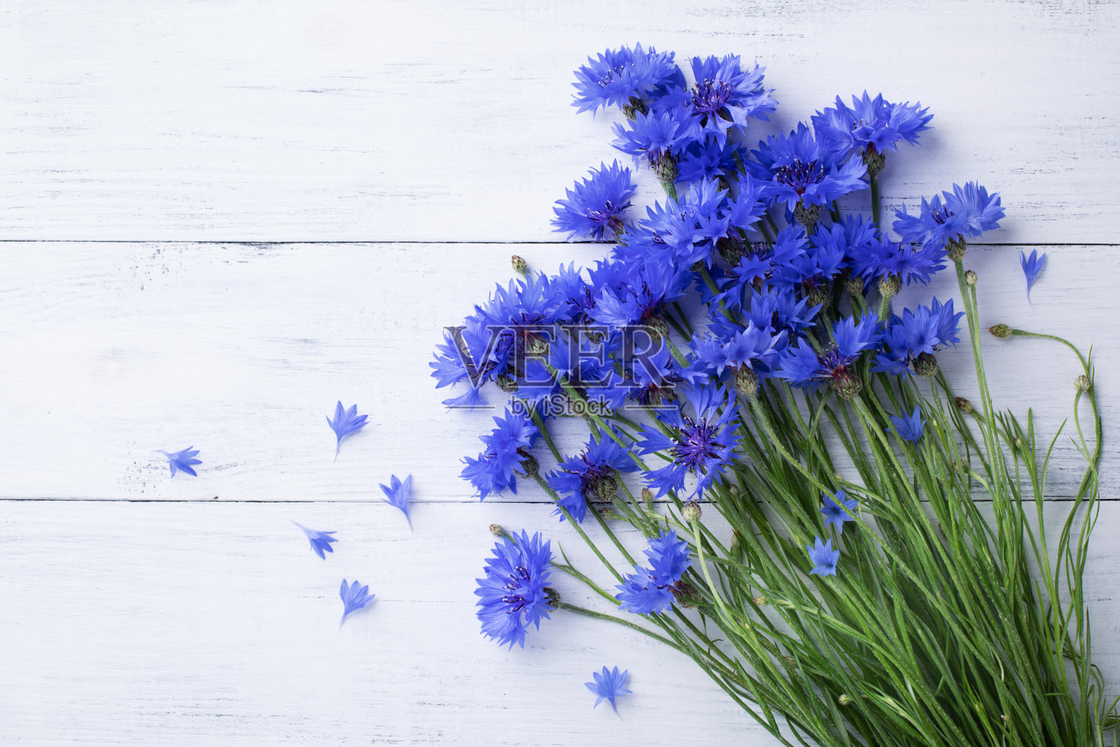 一堆蓝色矢车菊在白色木板上俯视图。照片摄影图片