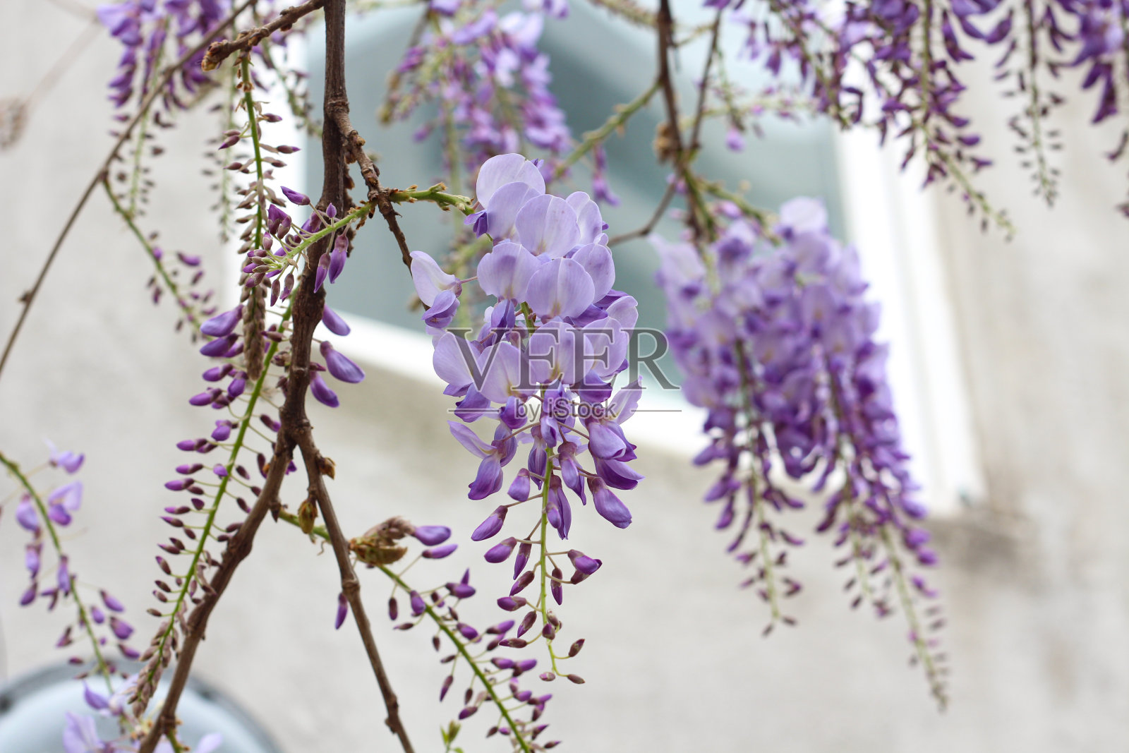 紫丁香枝上挂着紫藤花照片摄影图片