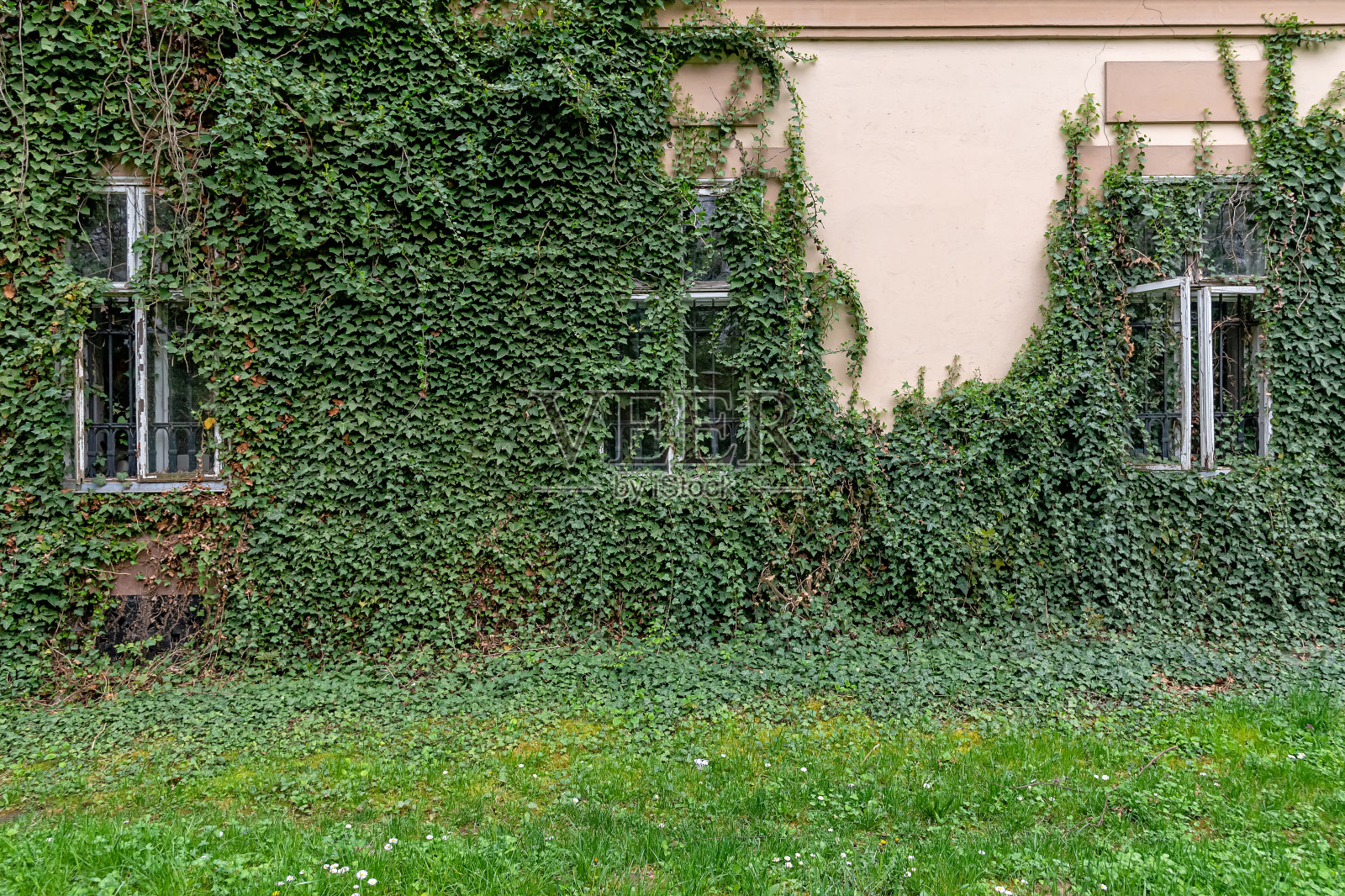 窗户周围长着常春藤。绿色植物生长在建筑的墙上照片摄影图片