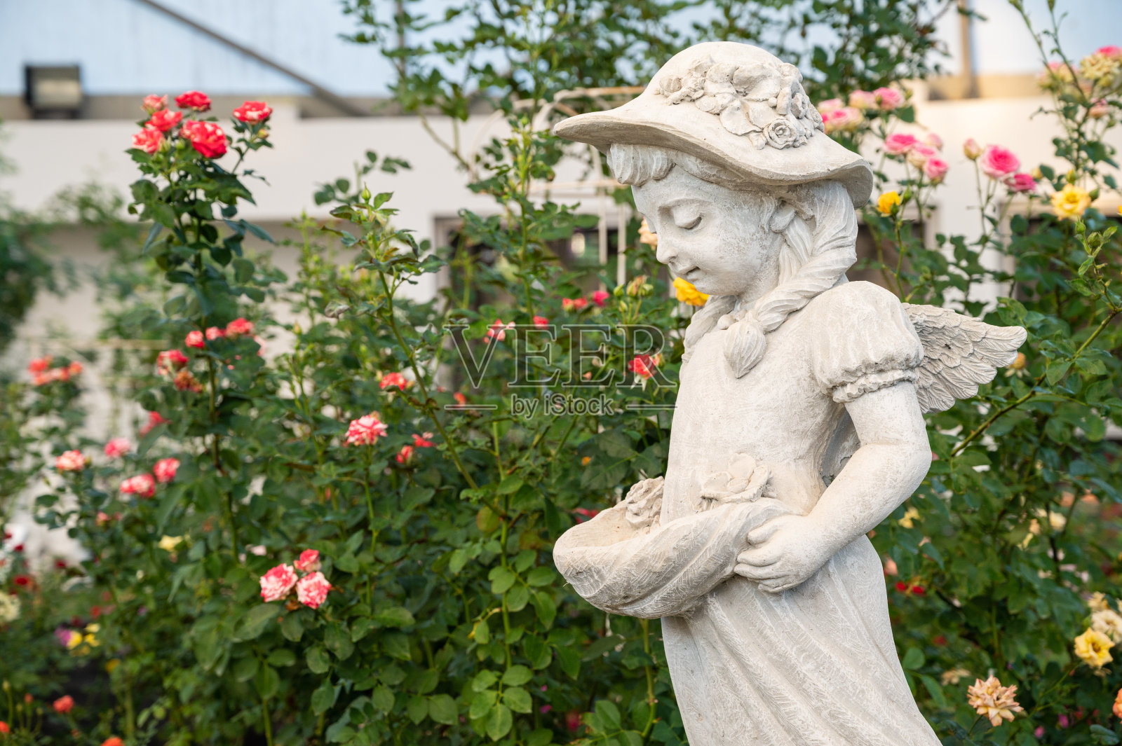 玫瑰花园里的天使守护雕塑。照片摄影图片