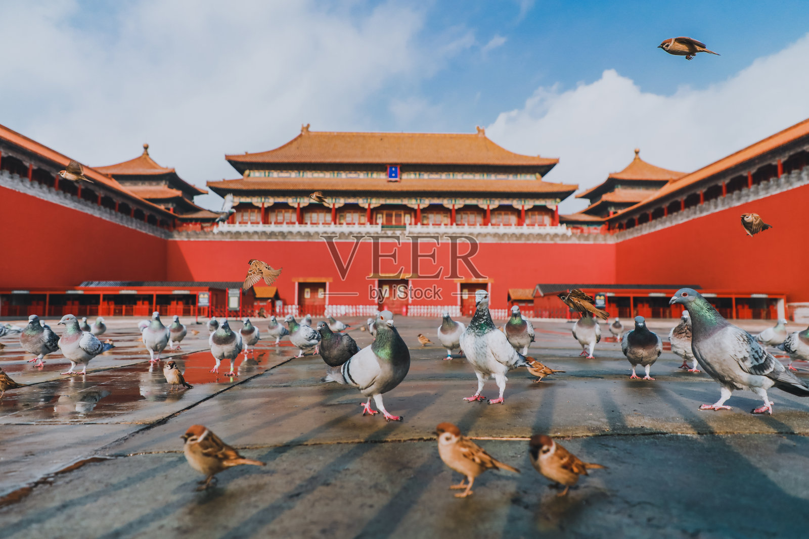 中国北京紫禁城广场上的鸽子。鸽子在北京紫禁城红墙前飞翔。图中牌匾的中文翻译:午门。照片摄影图片