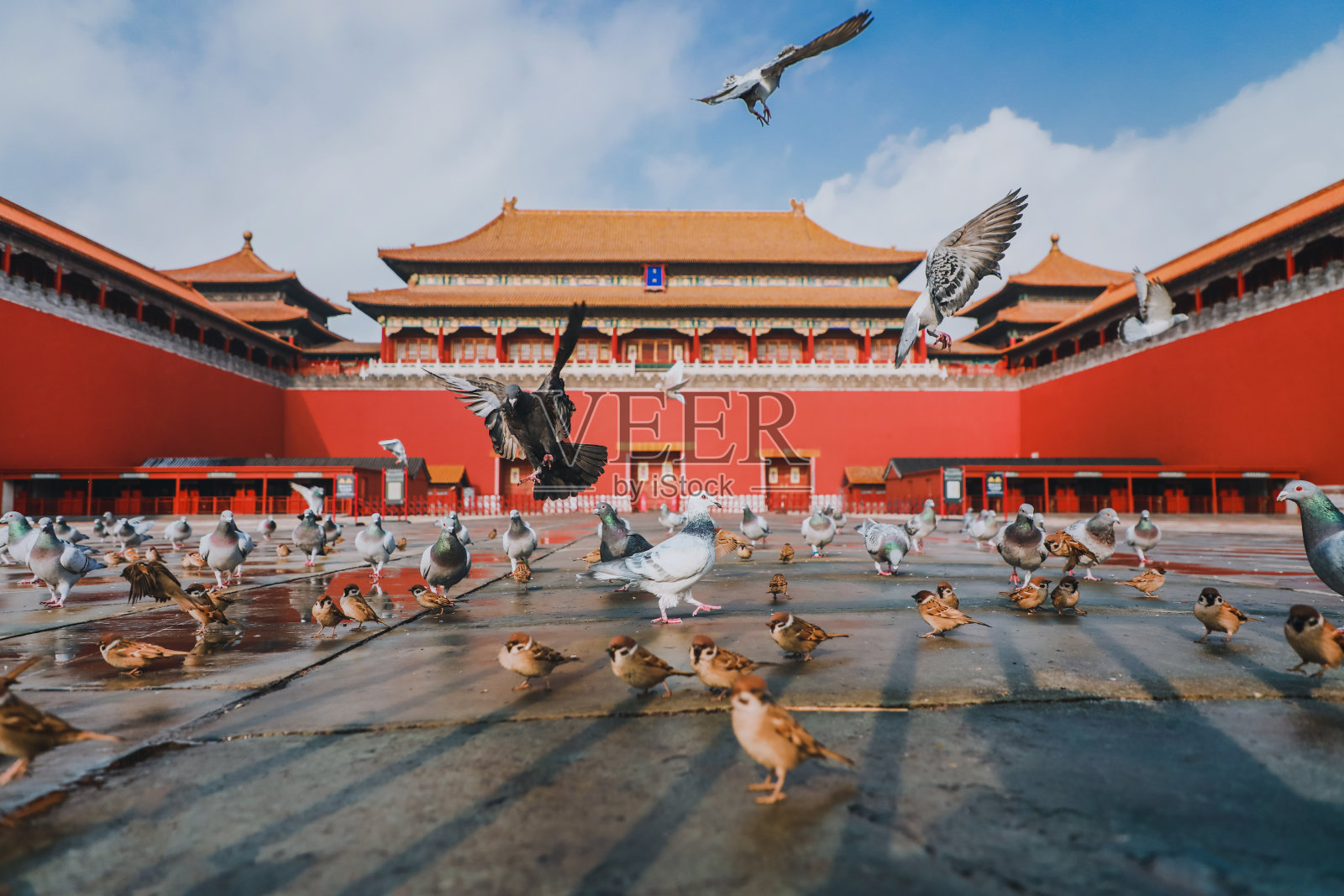 中国北京紫禁城广场上的鸽子。鸽子在北京紫禁城红墙前飞翔。图中牌匾的中文翻译:午门。照片摄影图片