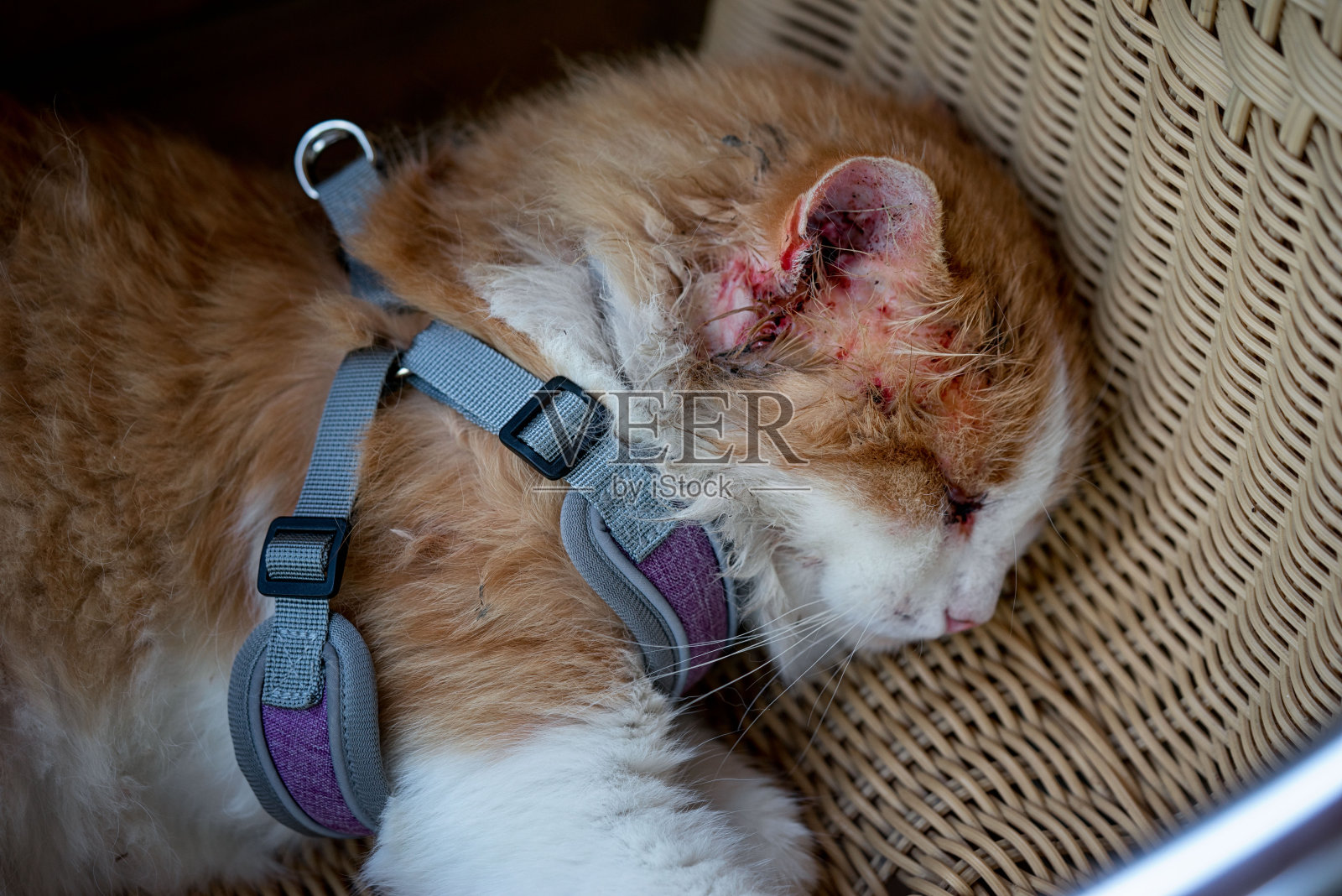 一只猫，在和另一只猫打架后受伤，躺在一个柳条椅子靠近。耳朵周围到处都是血，眼睛又肿又黑。受伤的猫正在睡觉。照片摄影图片