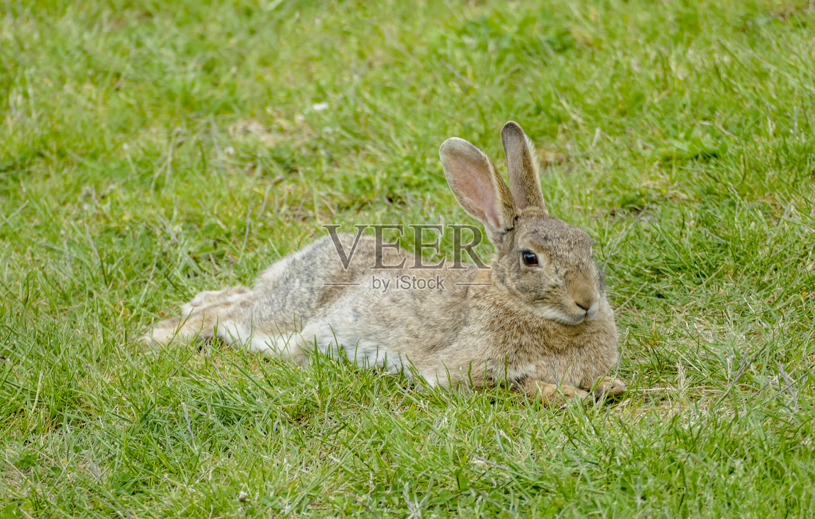 休息的兔子照片摄影图片