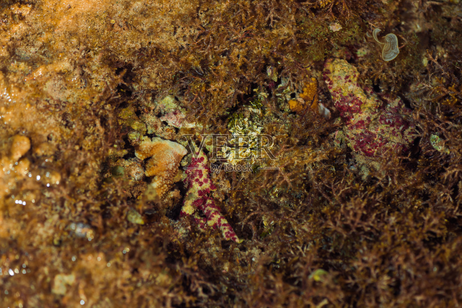 有珊瑚和海藻的海景照片摄影图片