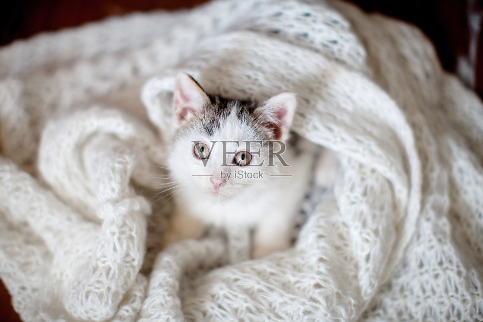 小猫在针织毯子上照片摄影图片