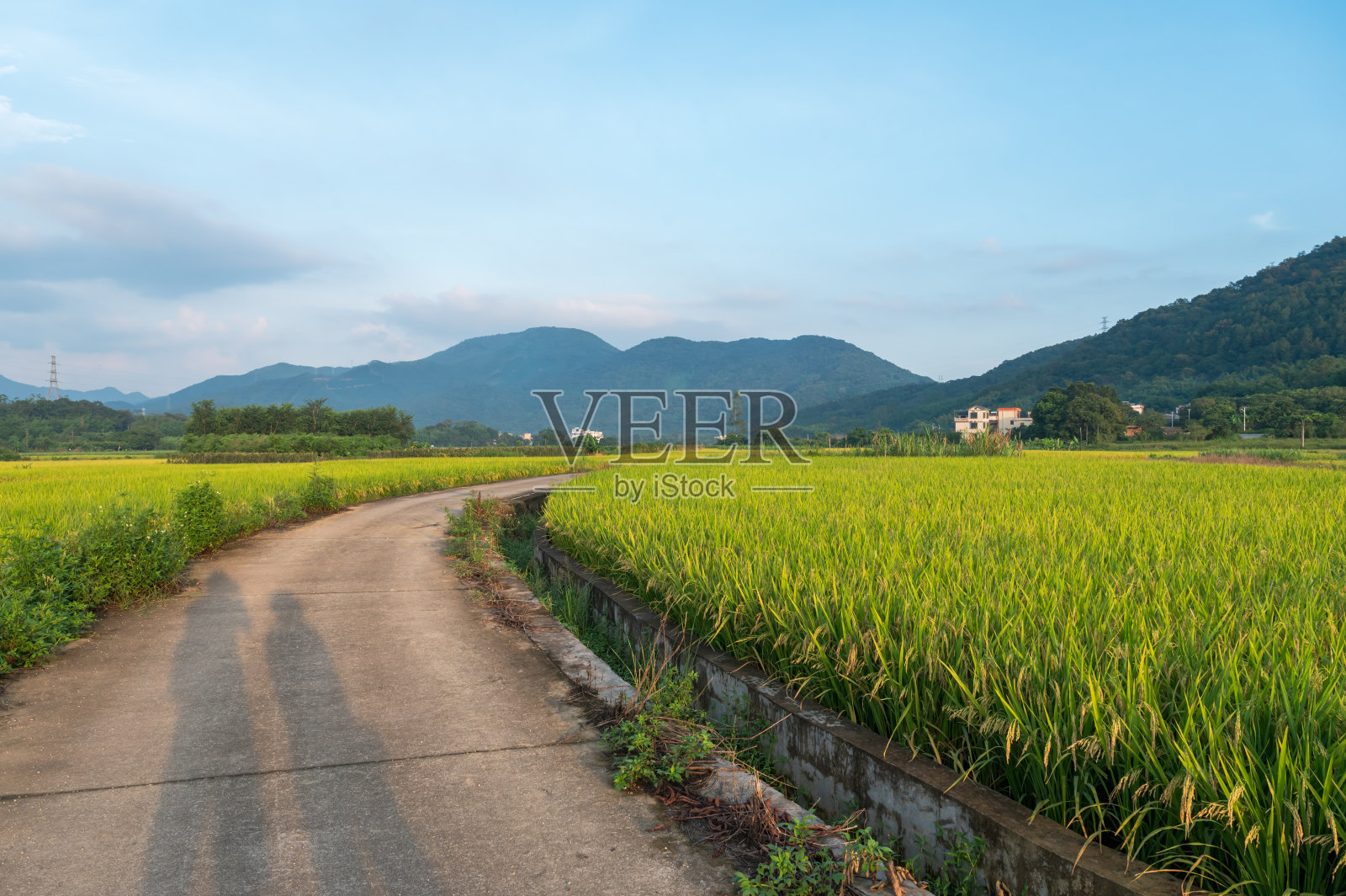 美丽的乡村稻田景色照片摄影图片