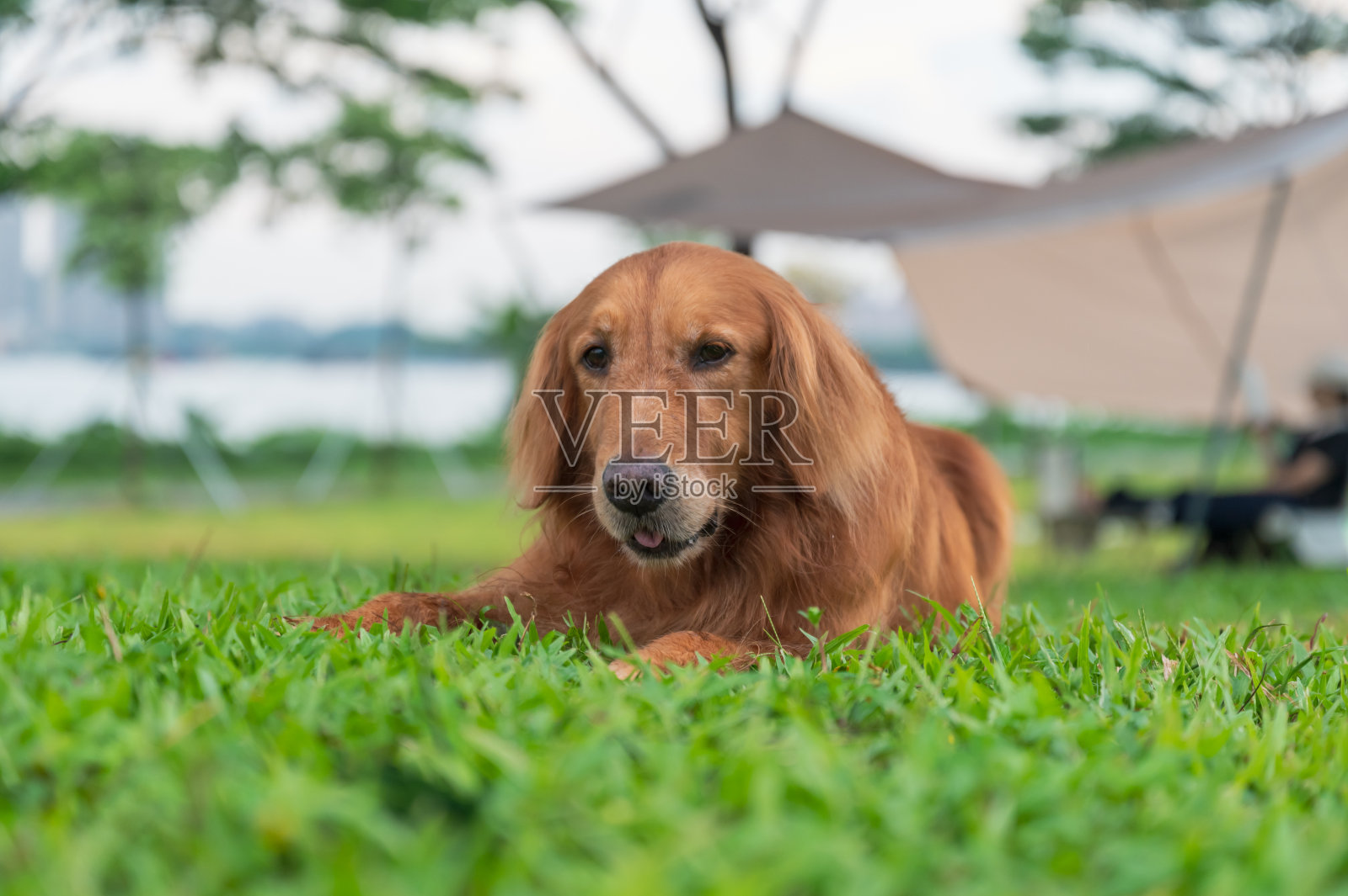 金毛猎犬躺在草地上照片摄影图片