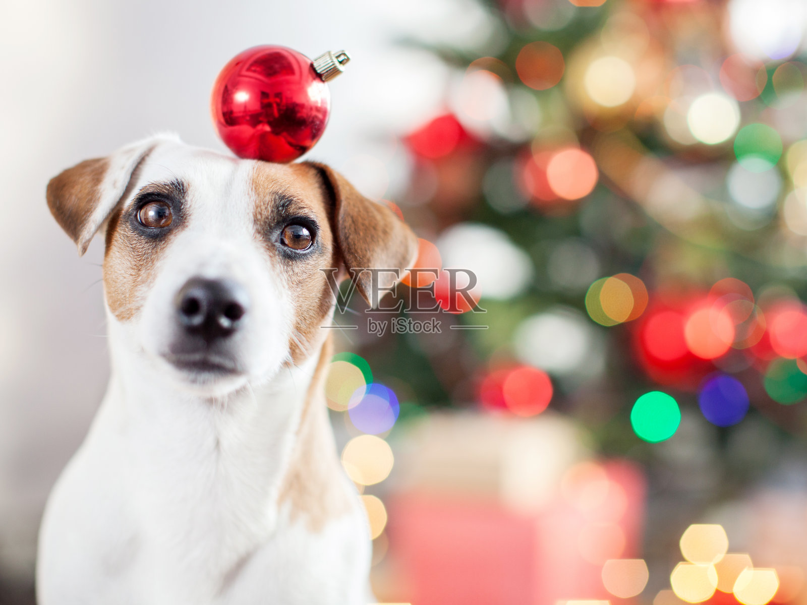 圣诞树旁的狗照片摄影图片