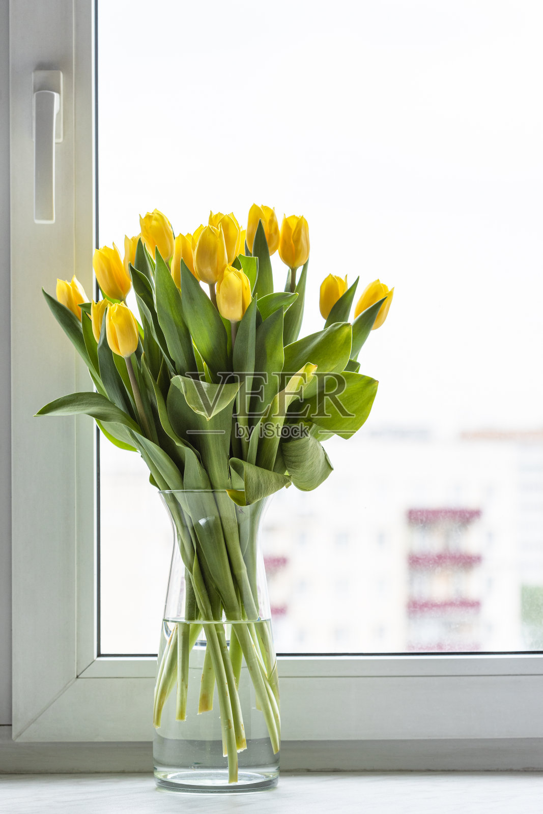 窗台玻璃花瓶里的黄色郁金香花照片摄影图片