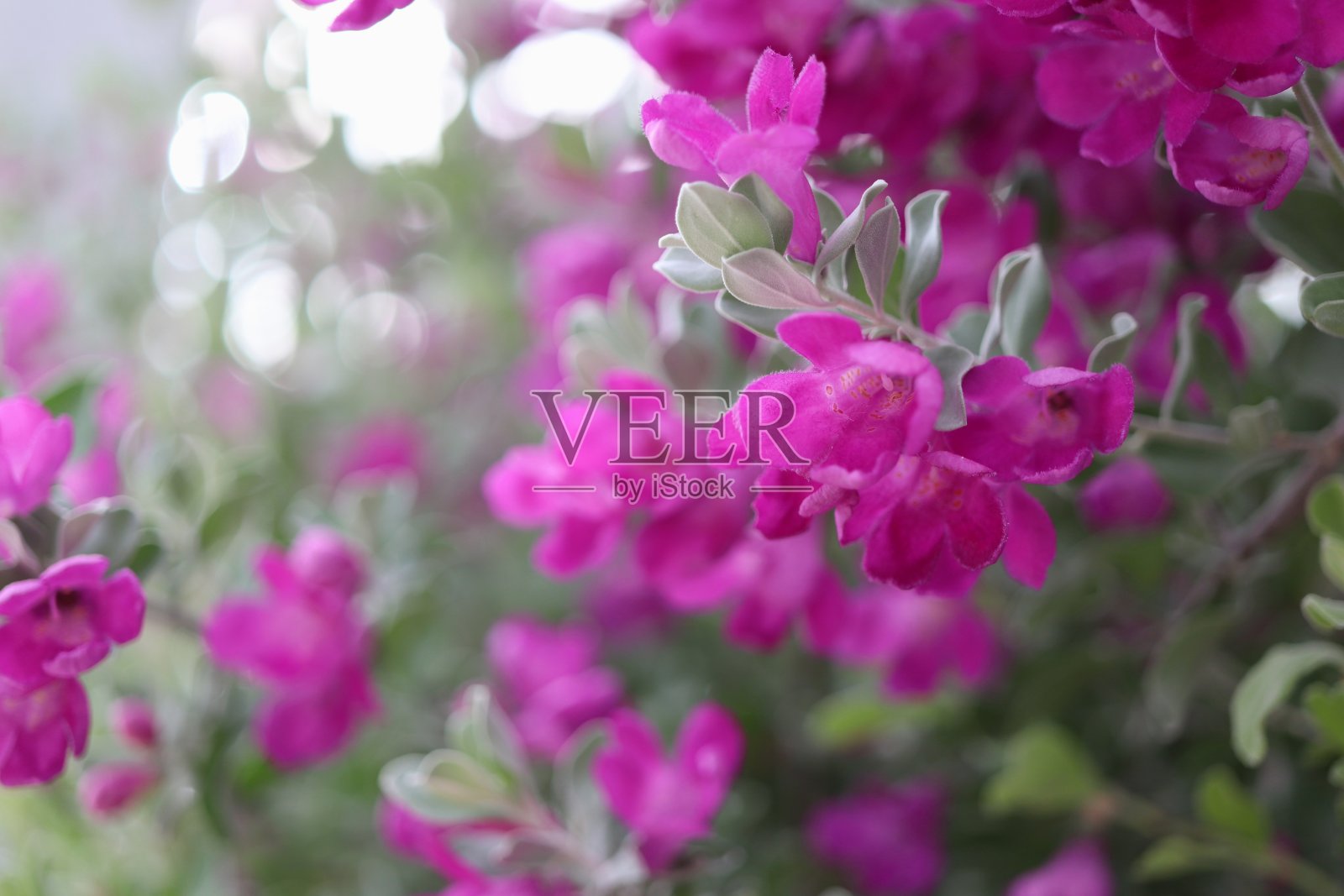 特写紫色的白蜡花灌木花与淡薄的背景照片摄影图片