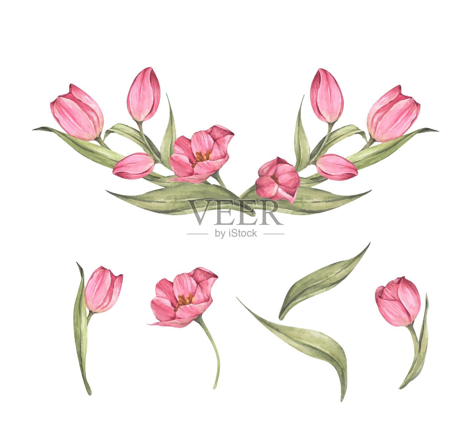 设置粉红色郁金香和叶子水彩设计元素图片