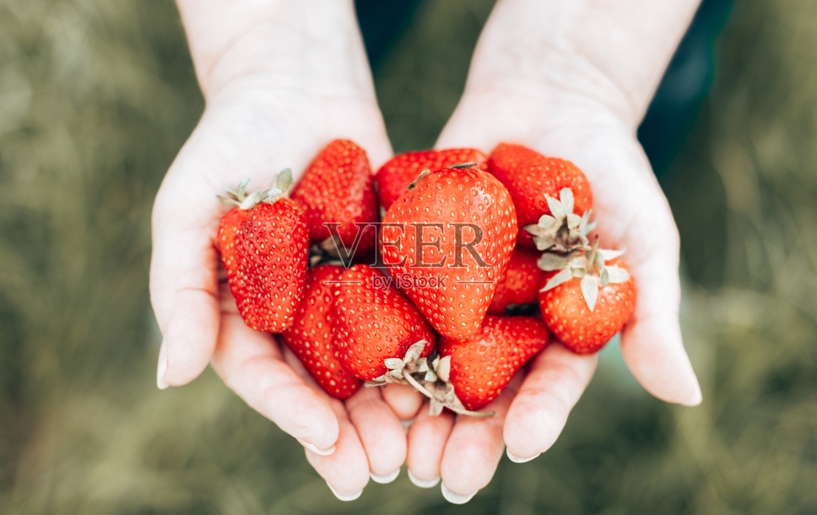 近距离握住女性的手，采摘许多新鲜的草莓。健康田园有机收获。照片摄影图片