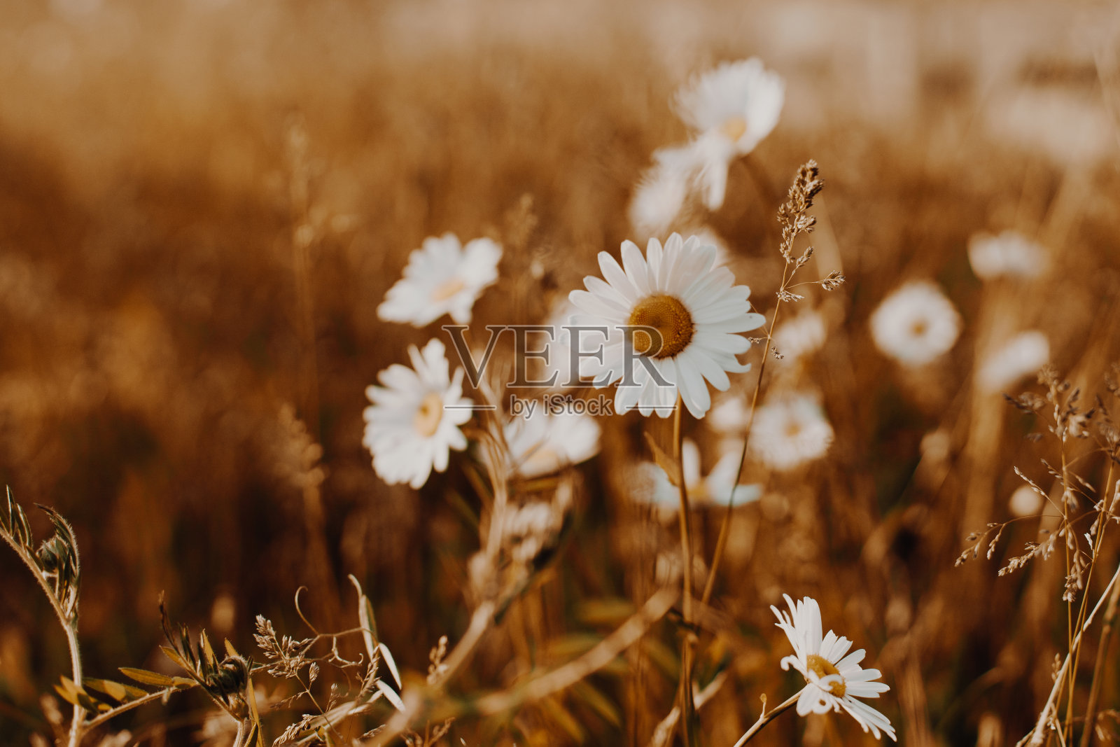 田野里盛开着春天的雏菊。美丽的金色田野草地，在夕阳的光线下，大自然的夏日景观，近距离宏观照片摄影图片