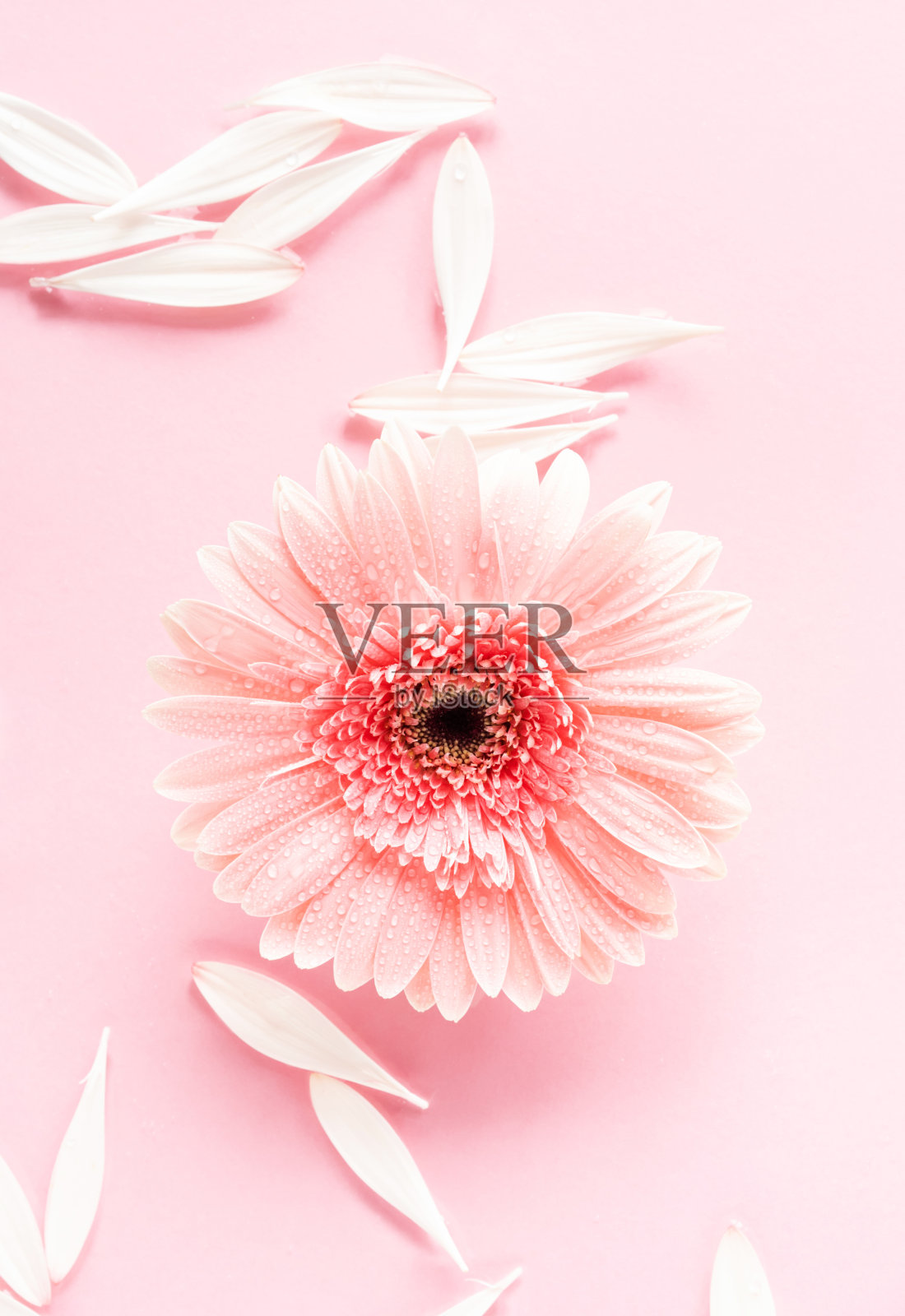 粉红色美丽的非洲菊雏菊花在单色背景在水中与涟漪和花瓣照片摄影图片