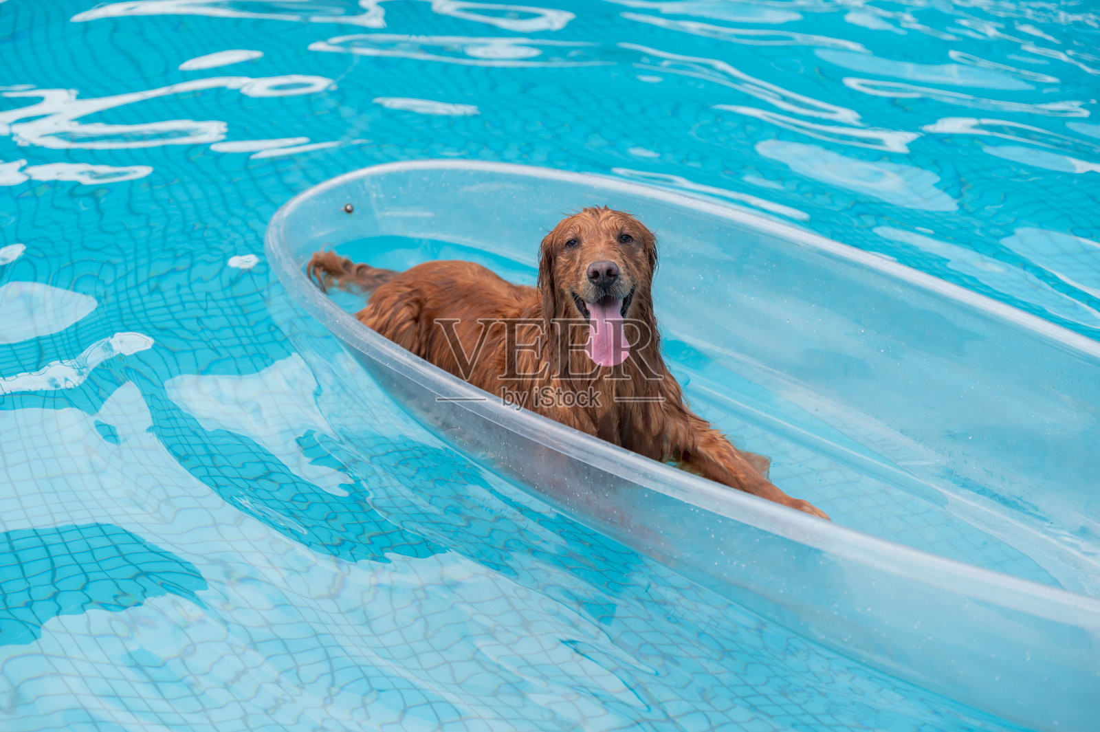 金毛寻回犬在船上，浮在池子里照片摄影图片