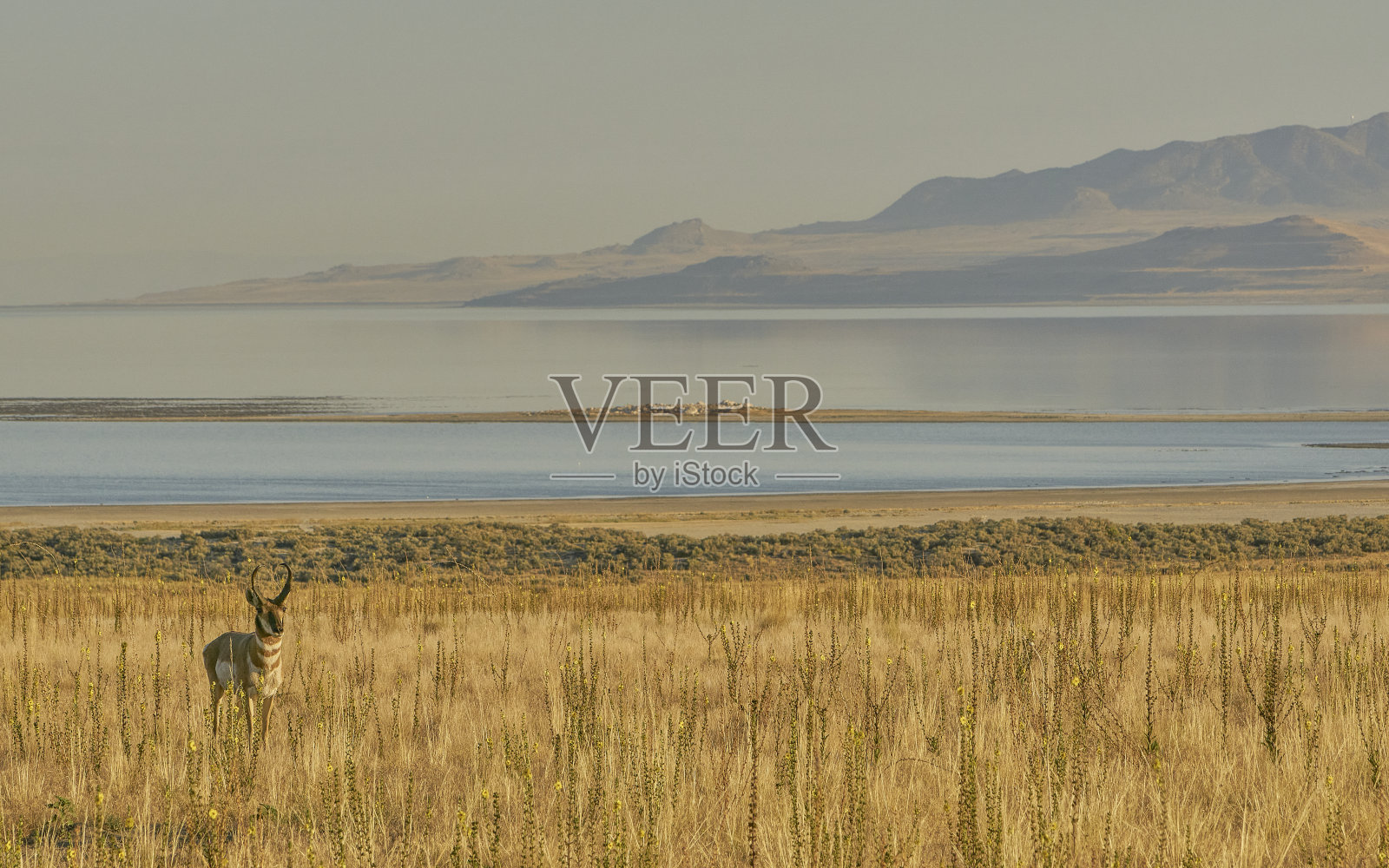 美丽的野生叉角羚
美国犹他州盐湖城附近的羚羊岛州立公园照片摄影图片