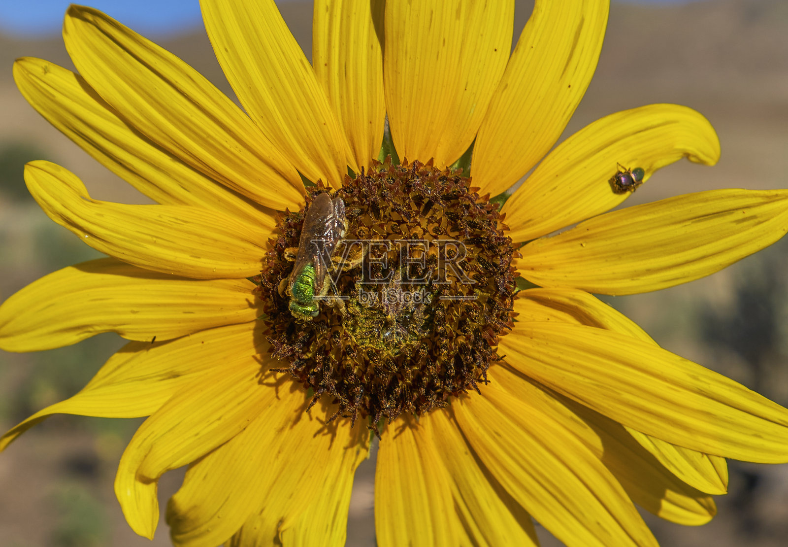 《美丽》里的黄色向日葵上有一只绿色的蜜蜂
美国犹他州盐湖城附近的羚羊岛州立公园照片摄影图片